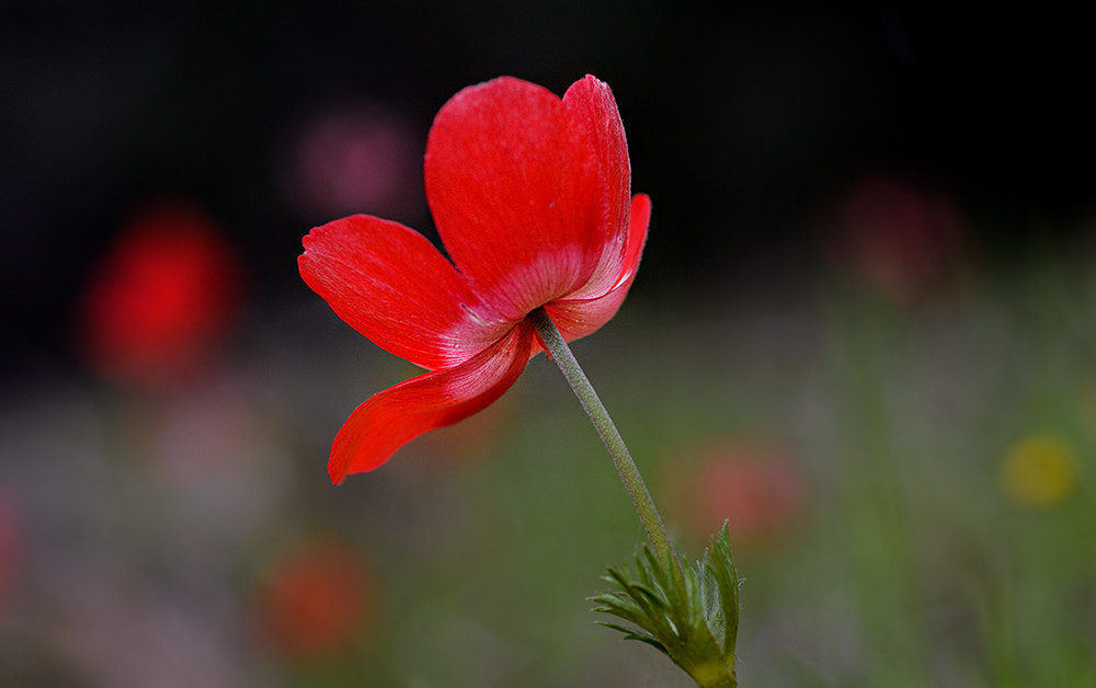 Nikon D7100 + Nikon AF Micro-Nikkor 60mm F2.8D sample photo. Anemon photography