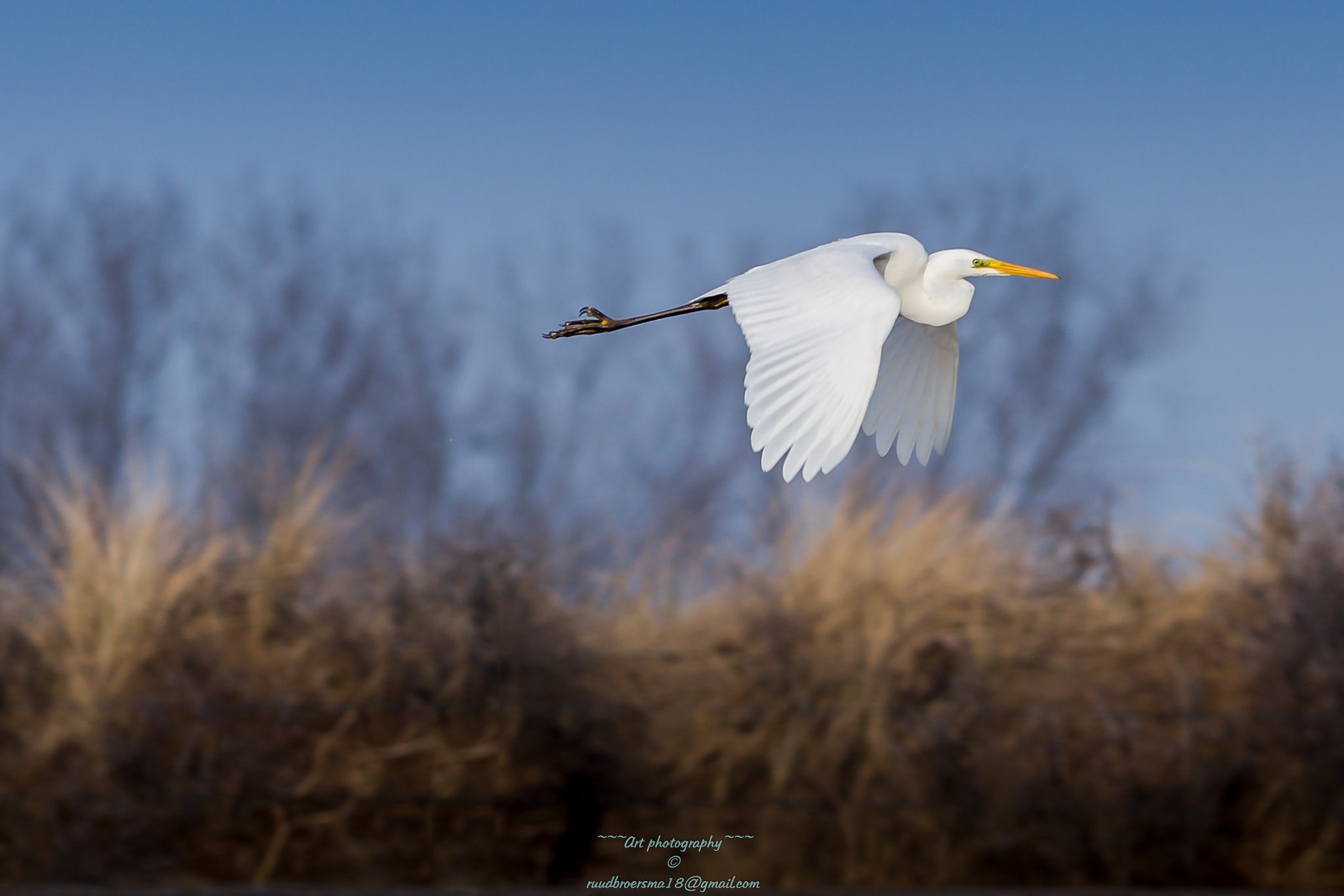 Canon EOS 6D + Canon EF 400mm F5.6L USM sample photo. Western great egret ardea alba reigers (ardeidae) photography