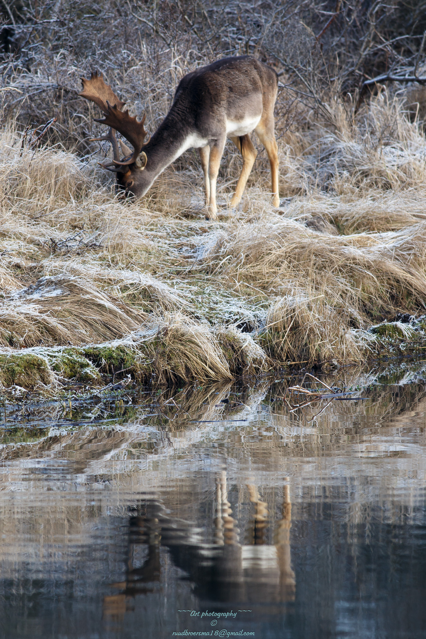 Canon EOS 6D + Canon EF 400mm F5.6L USM sample photo. Damhert (dama dama) photography