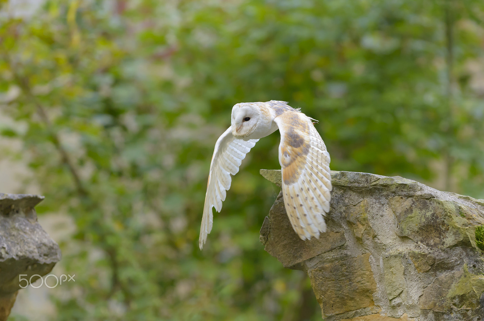 Nikon D800E sample photo. Schleiereule, tyto alba, barn owl photography