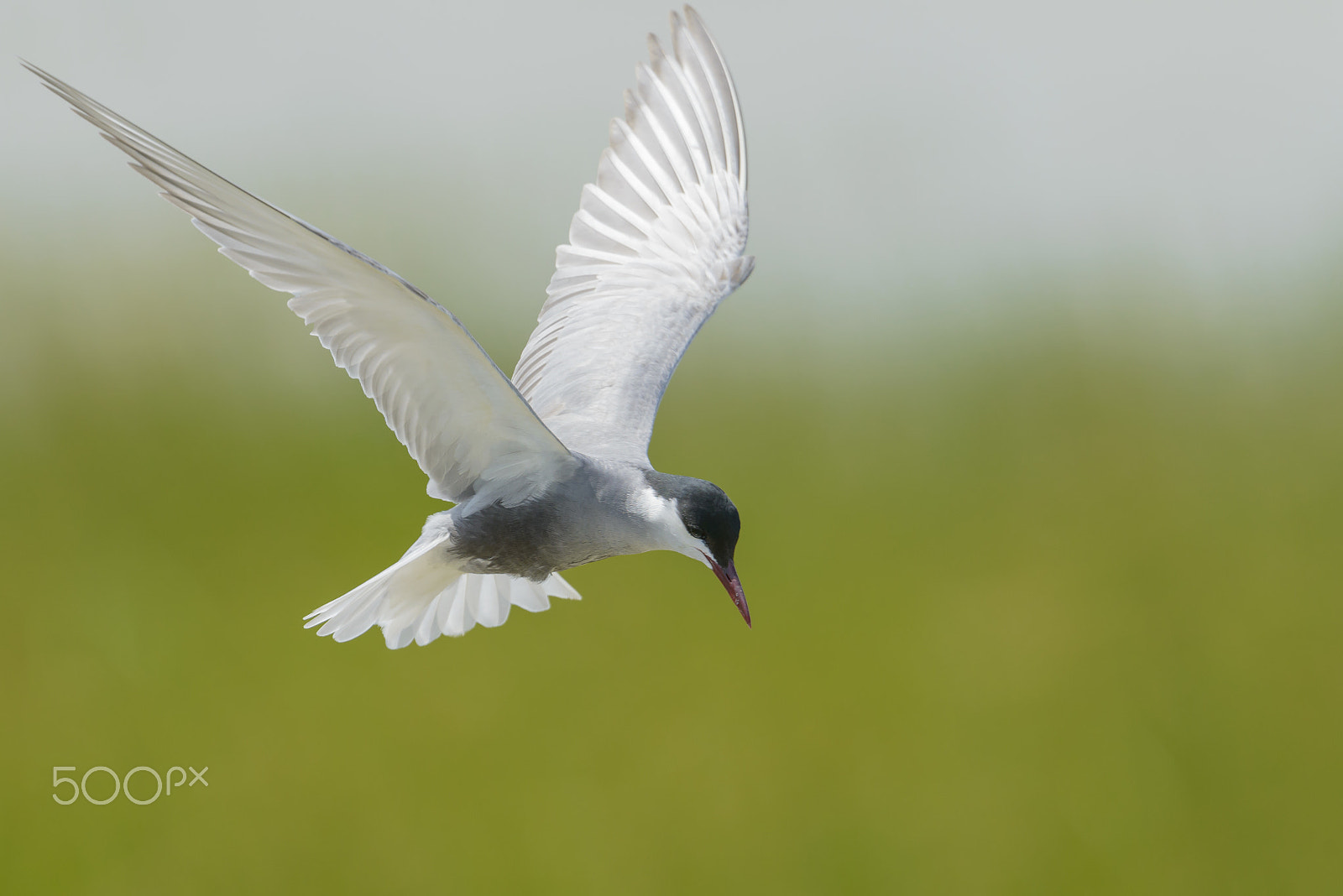 Nikon D800E + Nikon AF-S Nikkor 500mm F4G ED VR sample photo. Weissbart-seeschwalbe, chlidonias hybrida, whiskered tern photography