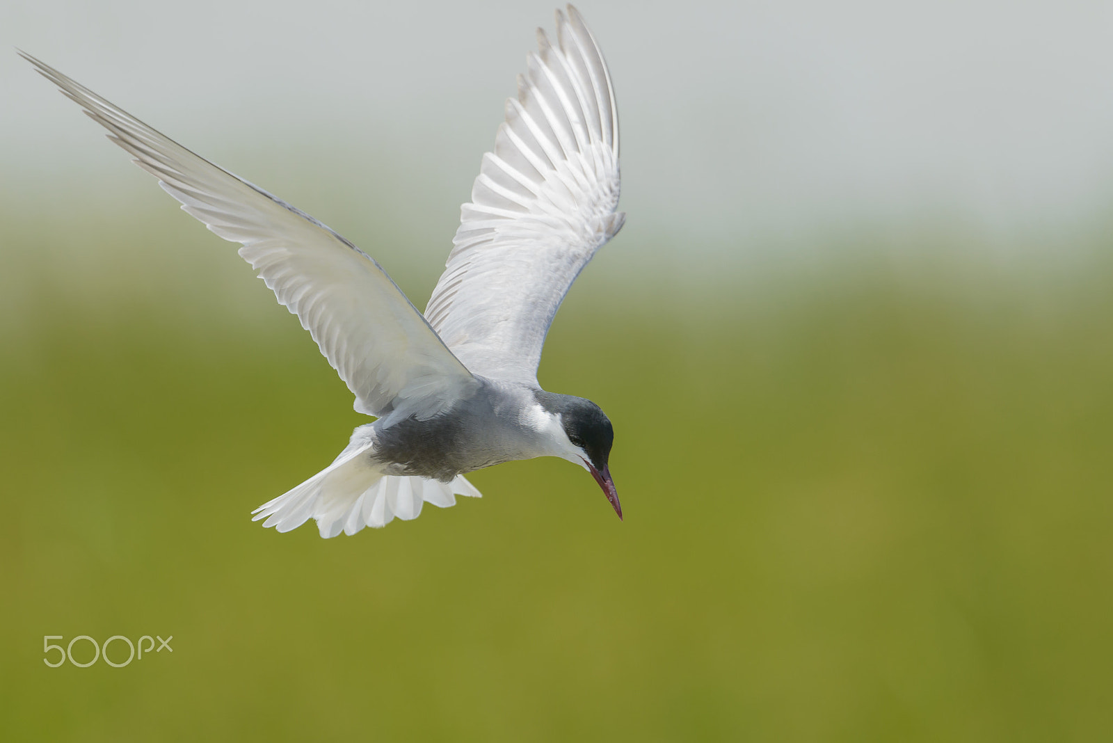 Nikon D800E sample photo. Weissbart-seeschwalbe, chlidonias hybrida, whiskered tern photography