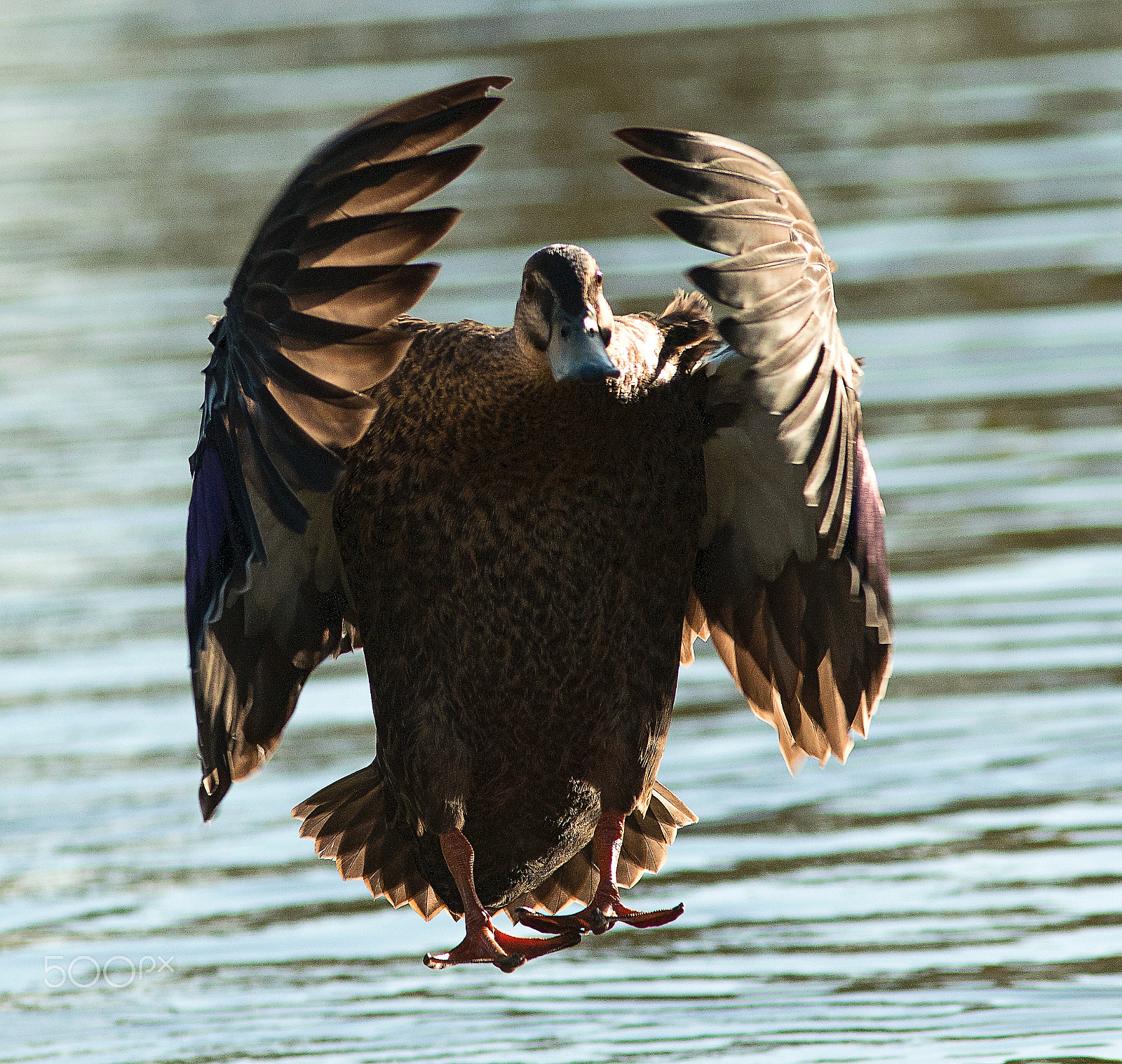 Canon EF 300mm F4L IS USM sample photo. Pacific black duck photography