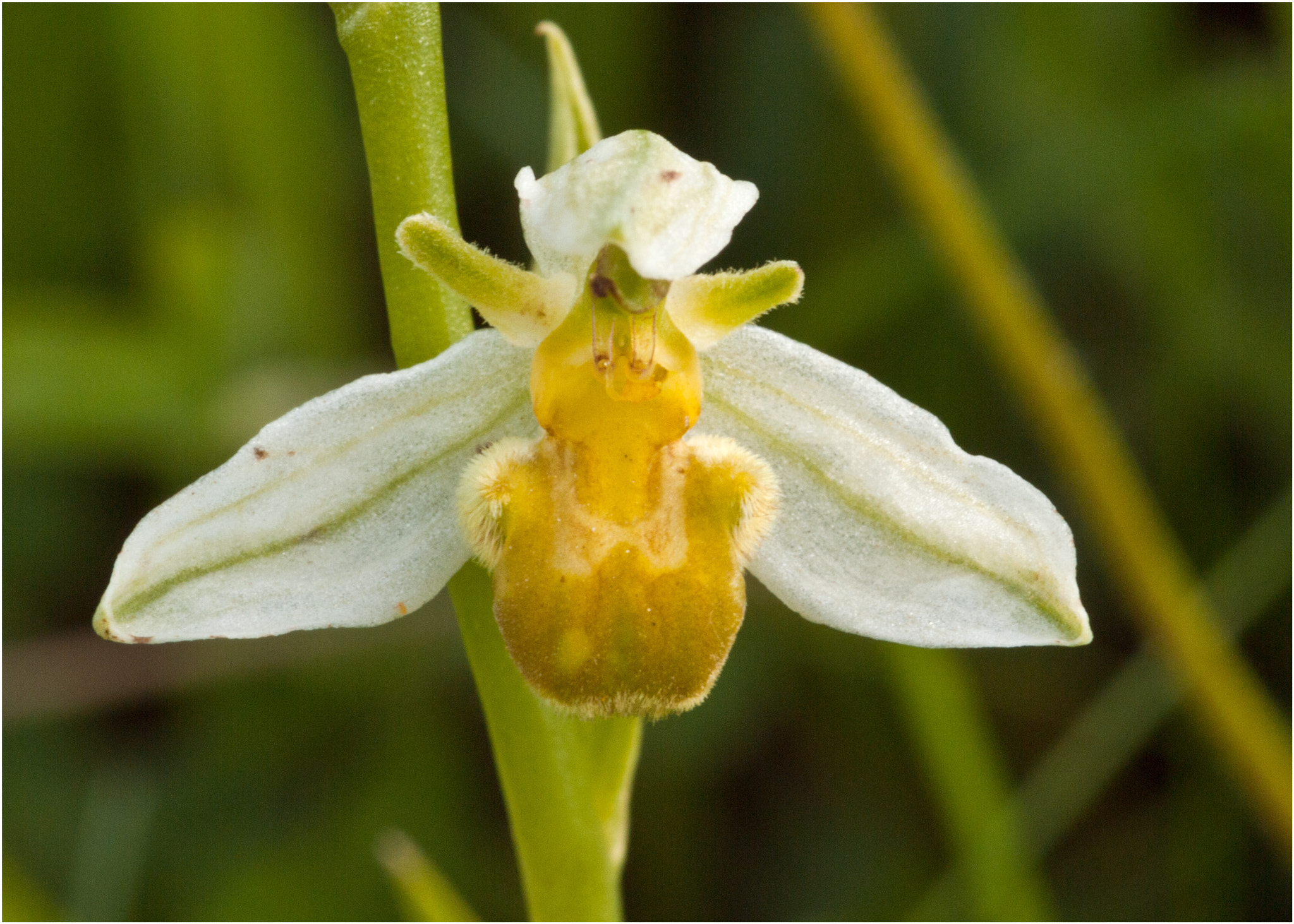 Olympus E-620 (EVOLT E-620) + Sigma 105mm F2.8 EX DG Macro sample photo. White bee orchid photography