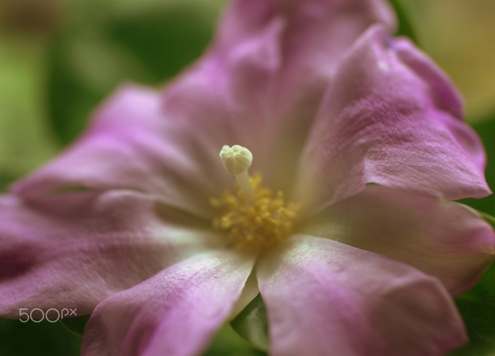 Nikon D3000 + Nikon AF-S DX Nikkor 35mm F1.8G sample photo. Pereskia flower photography