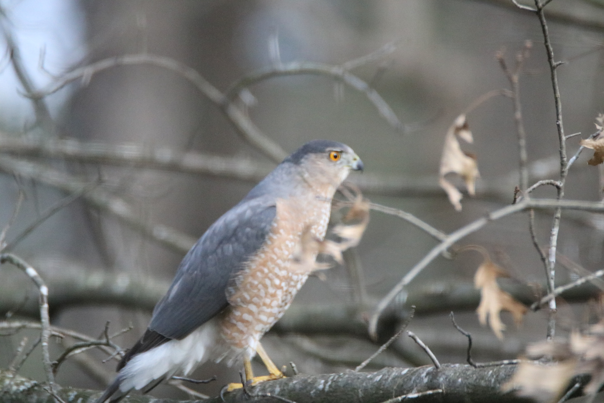 Tamron SP 150-600mm F5-6.3 Di VC USD sample photo. Perigrene falcon photography