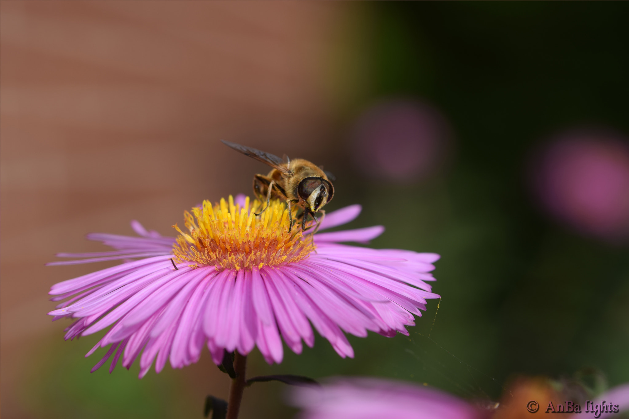 Tamron SP 35mm F1.8 Di VC USD sample photo. Bee photography