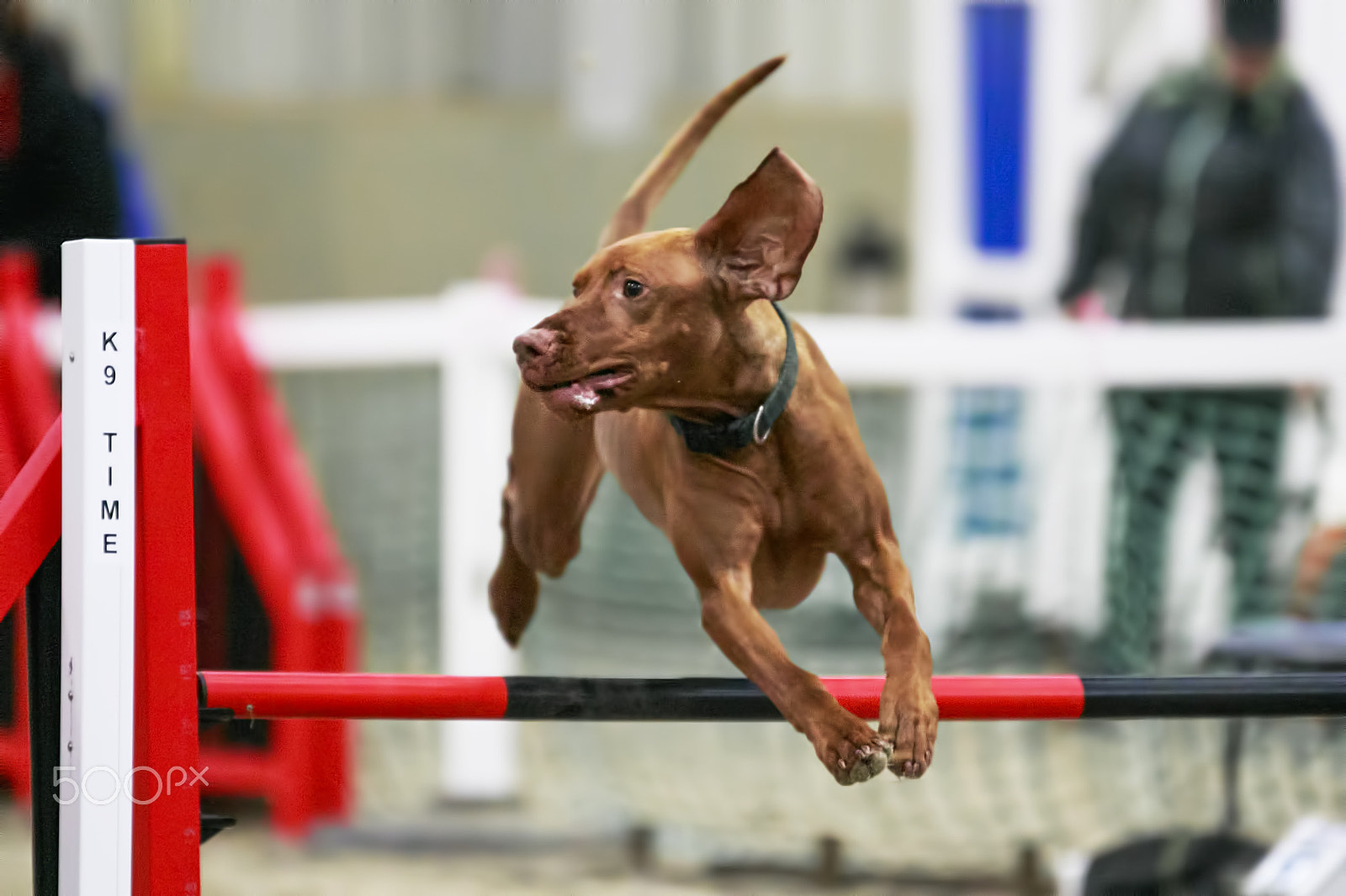 Canon EOS 7D Mark II + Sigma 70-200mm F2.8 EX DG OS HSM sample photo. Canine sports photography