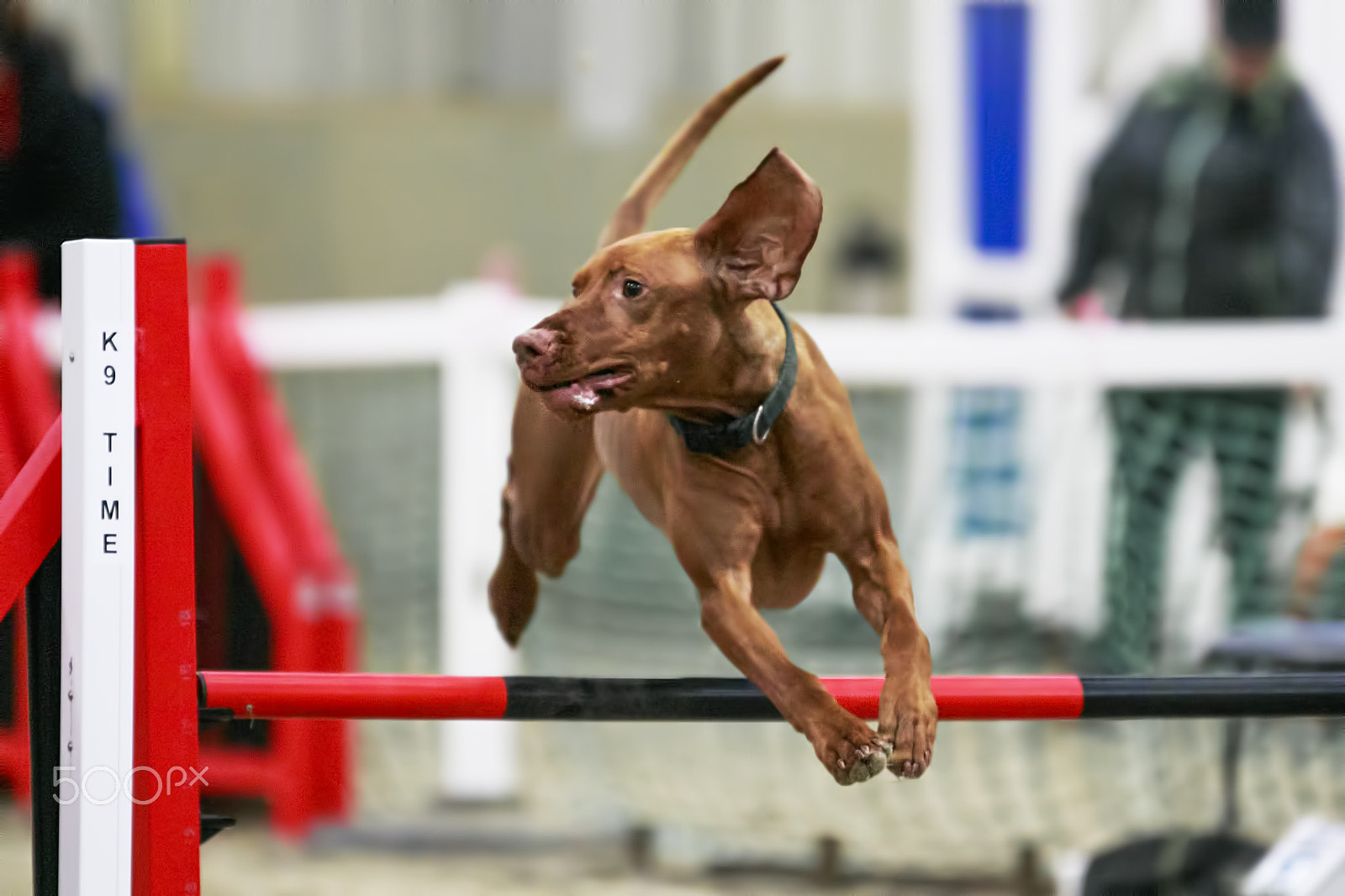 Sigma 70-200mm F2.8 EX DG OS HSM sample photo. Canine sports photography