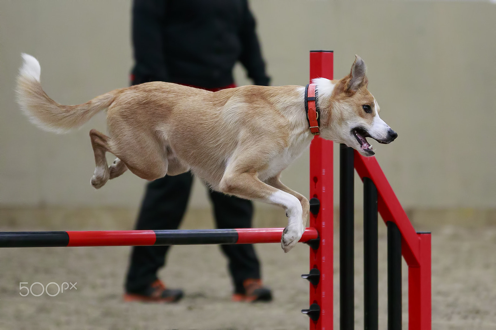 Sigma 70-200mm F2.8 EX DG OS HSM sample photo. Canine sports photography