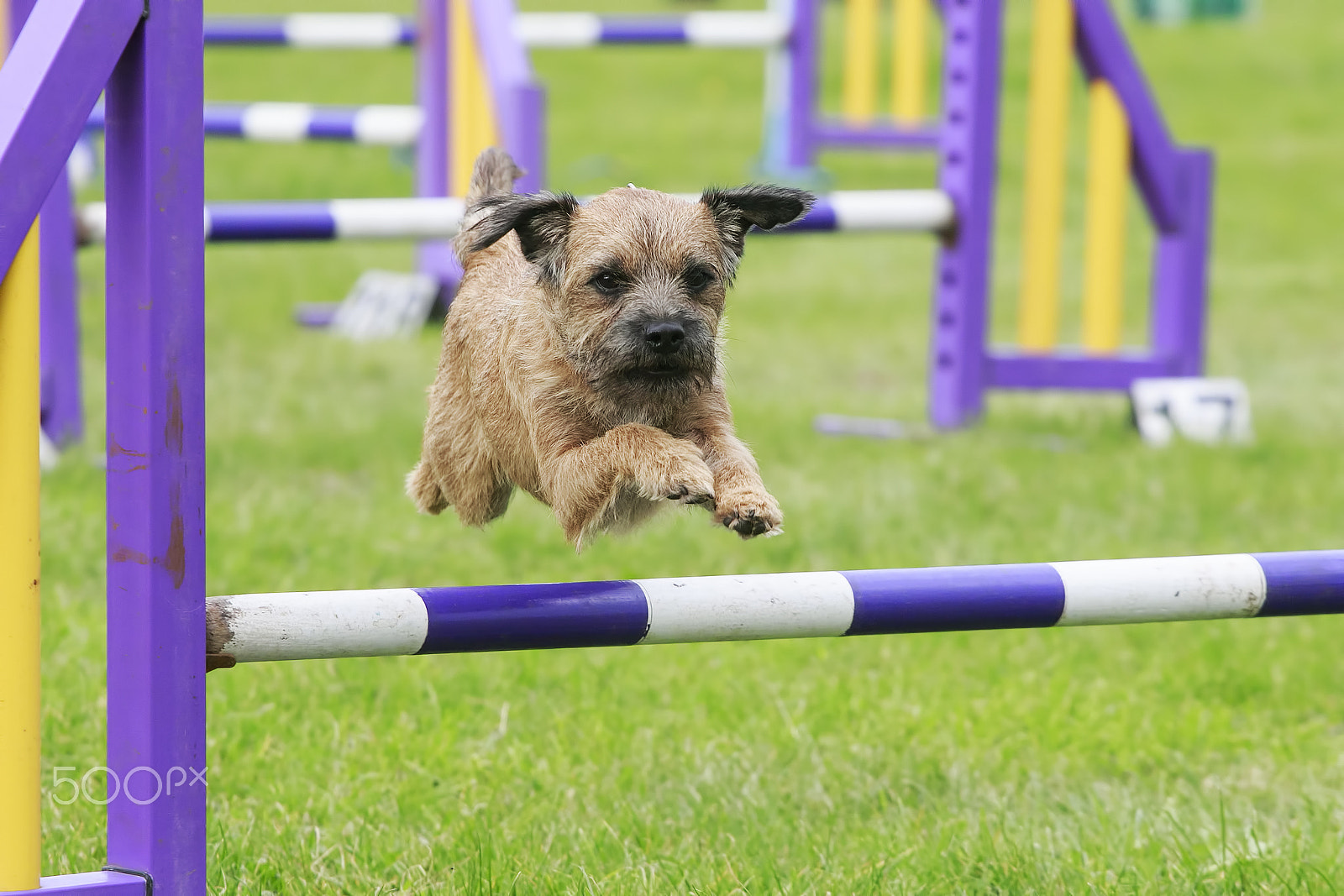 Canon EOS 7D Mark II + Canon EF 70-200mm F4L USM sample photo. Canine sports photography