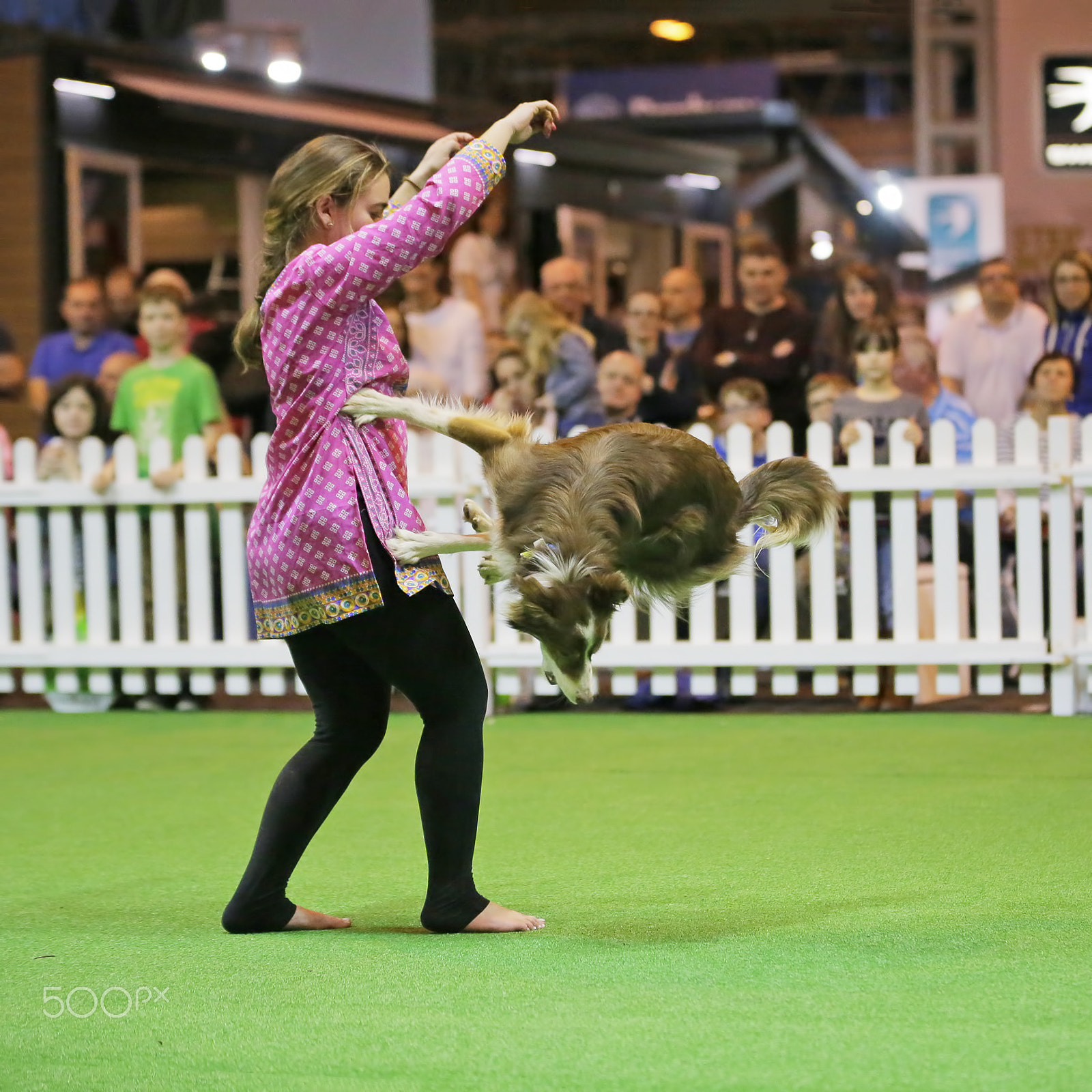 Sigma 70-200mm F2.8 EX DG OS HSM sample photo. Canine sports photography