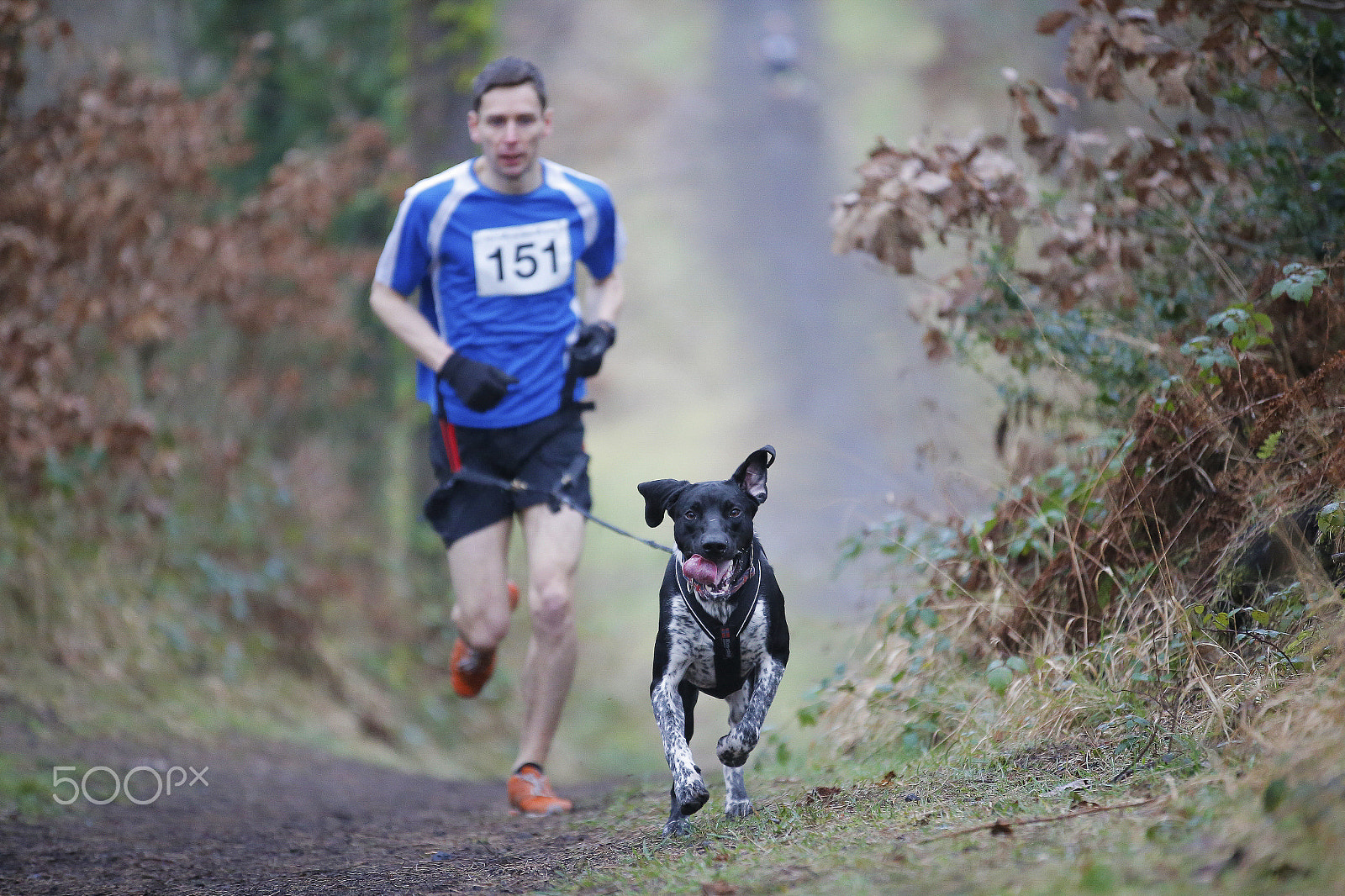 Sigma 70-200mm F2.8 EX DG OS HSM sample photo. Canine sports photography