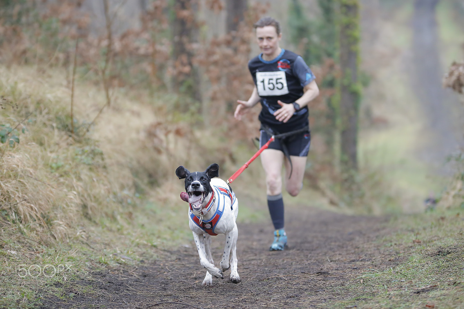 Sigma 70-200mm F2.8 EX DG OS HSM sample photo. Canine sports photography