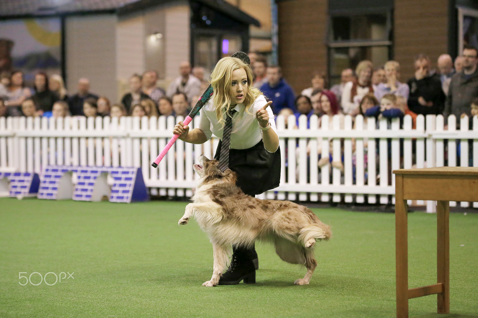 Sigma 70-200mm F2.8 EX DG OS HSM sample photo. Canine sports photography