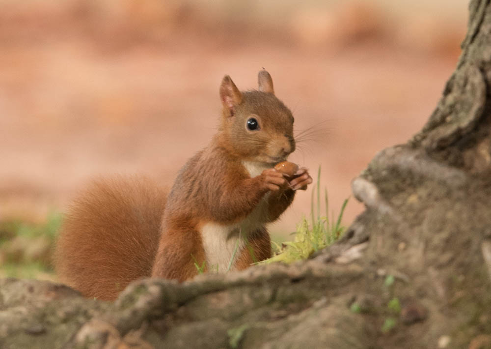 Nikon Nikkor AF-S 300mm F4E PF ED VR sample photo. Hum, qu'il est bon ce gland  photography