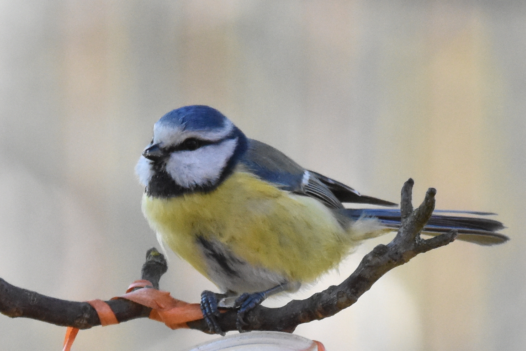 Sigma 150-600mm F5-6.3 DG OS HSM | S sample photo. Curieuse ... photography