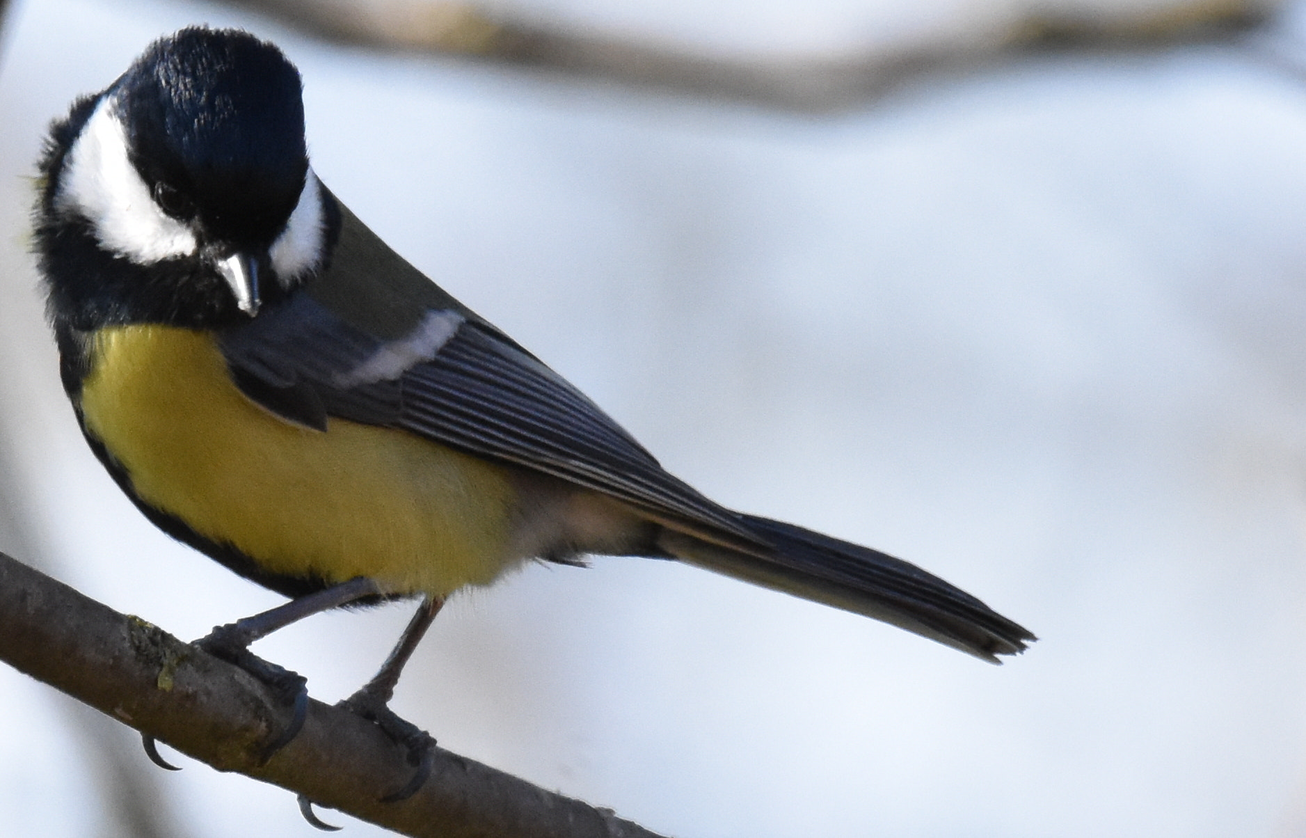 Nikon D7200 + Sigma 150-600mm F5-6.3 DG OS HSM | S sample photo. Mésange charbonnière dans le vent photography