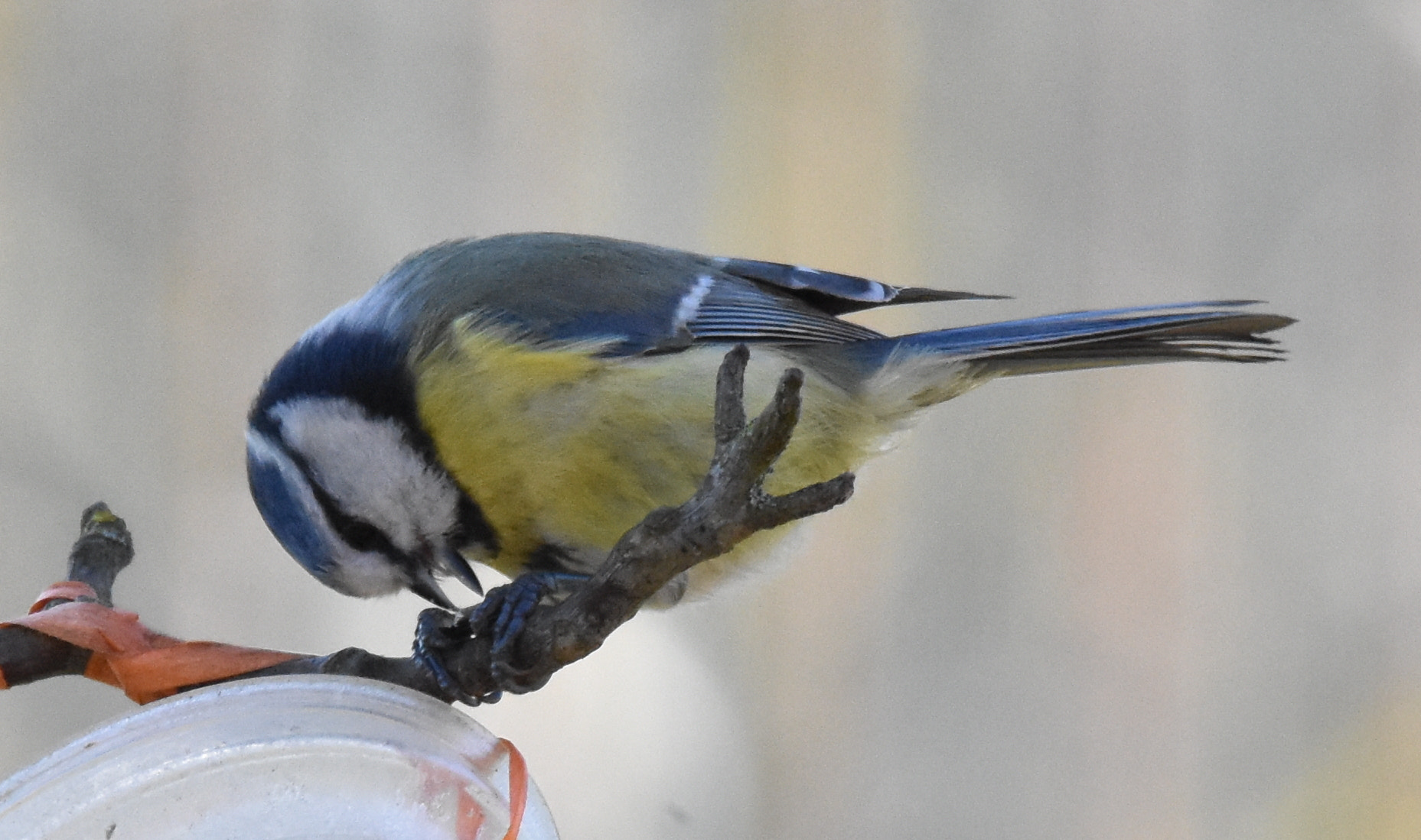 Sigma 150-600mm F5-6.3 DG OS HSM | S sample photo. Je croque photography