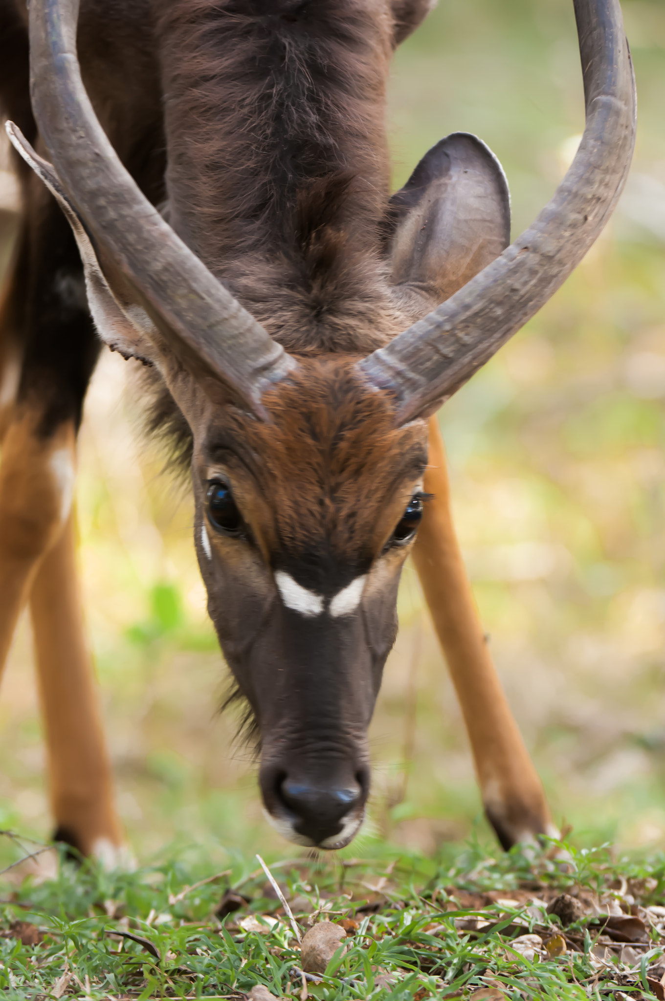 Nikon D2X + Nikon AF-S Nikkor 200-400mm F4G ED-IF VR sample photo. Nyala photography