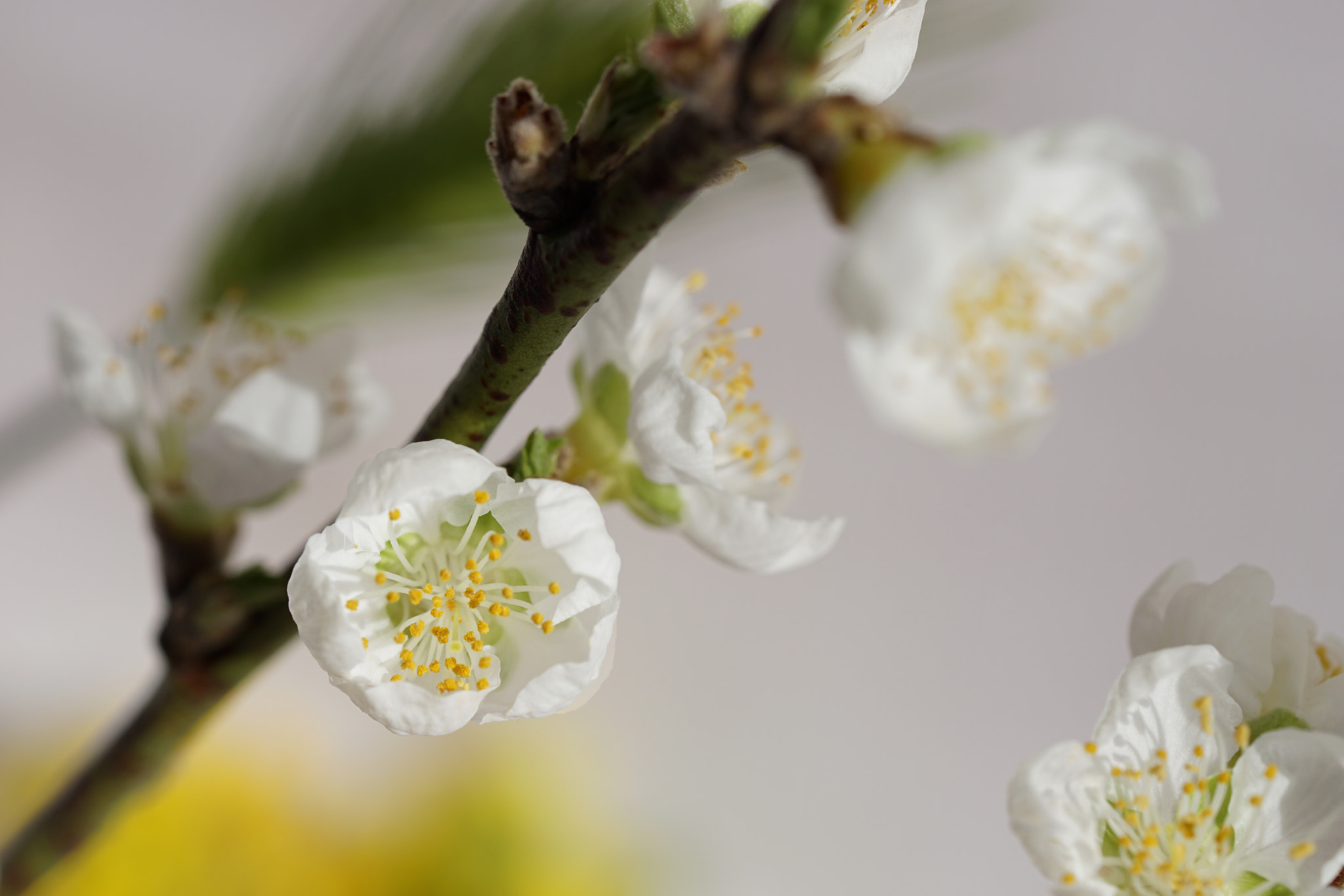 Sony a6000 + Sony FE 90mm F2.8 Macro G OSS sample photo. Peach blossom photography
