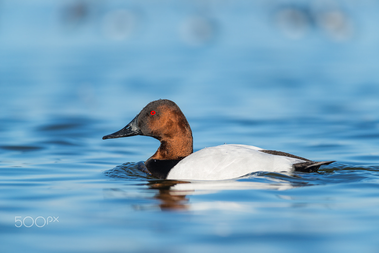 Nikon D800E sample photo. Canvasback photography