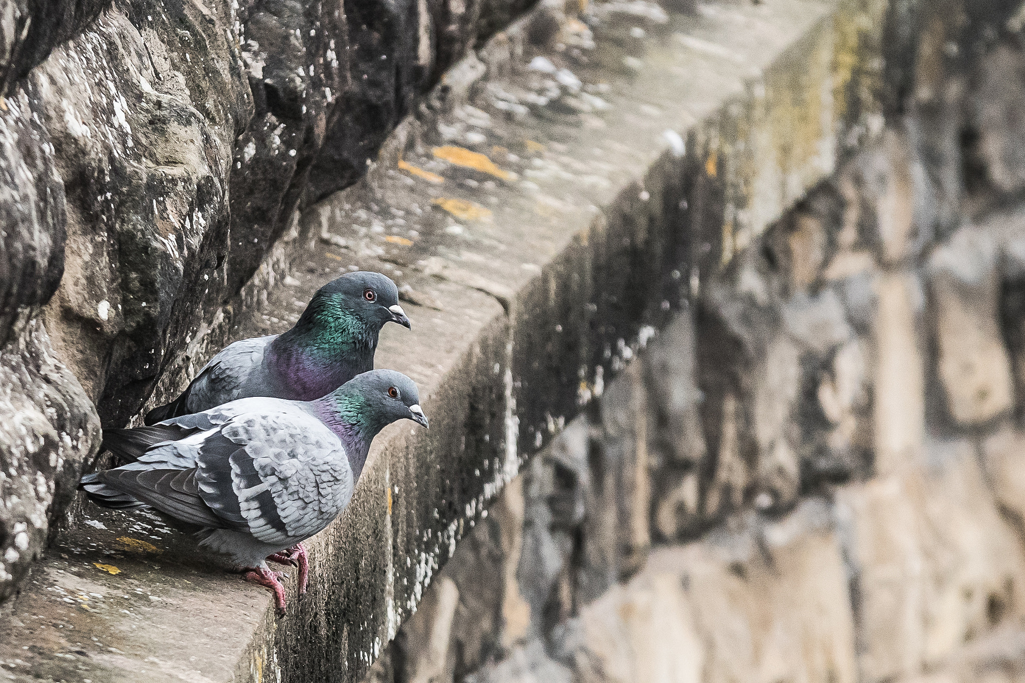 Nikon D500 + Sigma 70-200mm F2.8 EX DG OS HSM sample photo. Wall pigeons photography