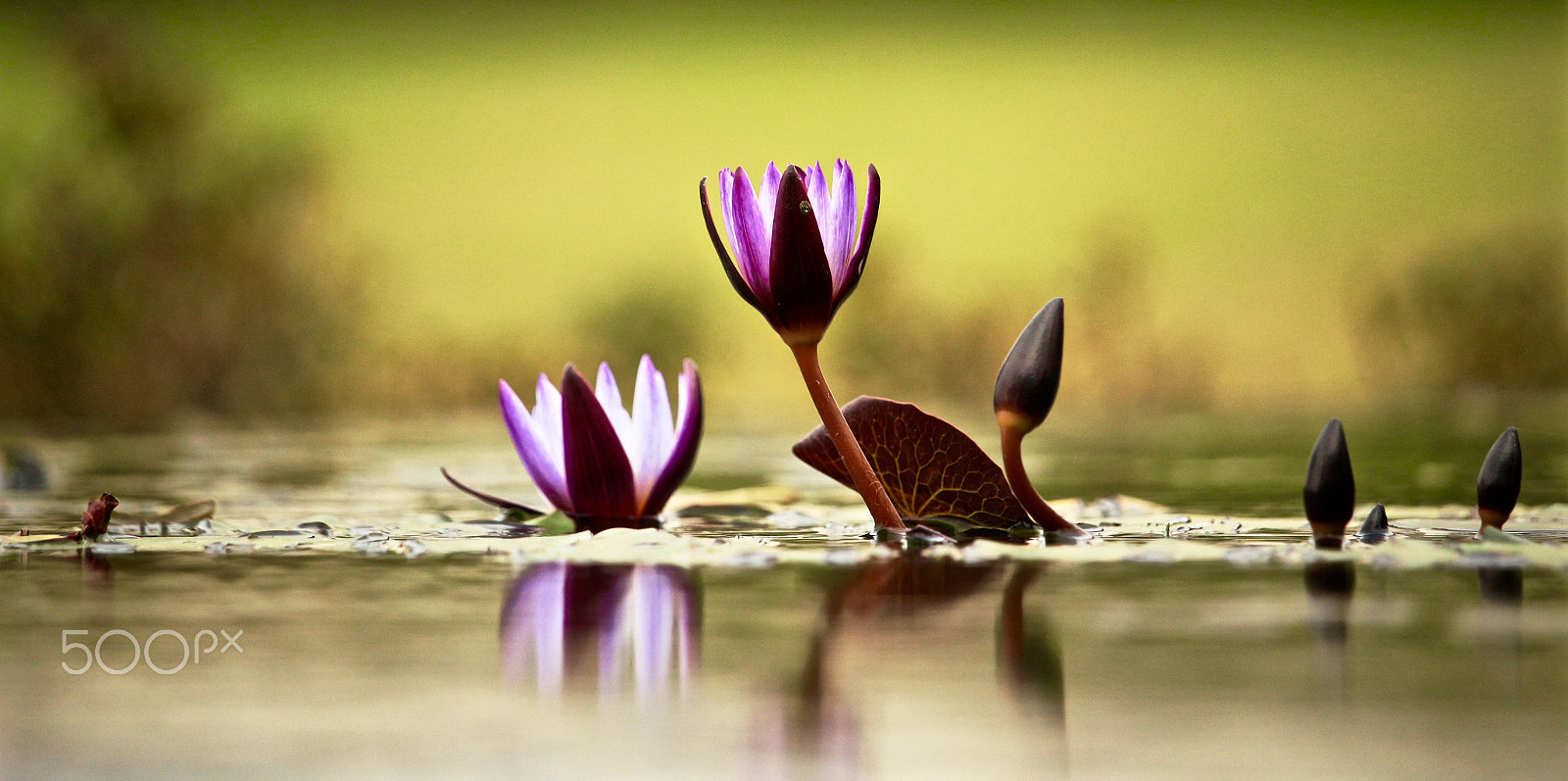 Canon EF-S 55-250mm F4-5.6 IS STM sample photo. Water lily photography