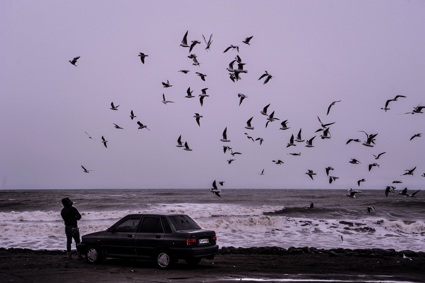 Nikon D700 sample photo. Birds photography