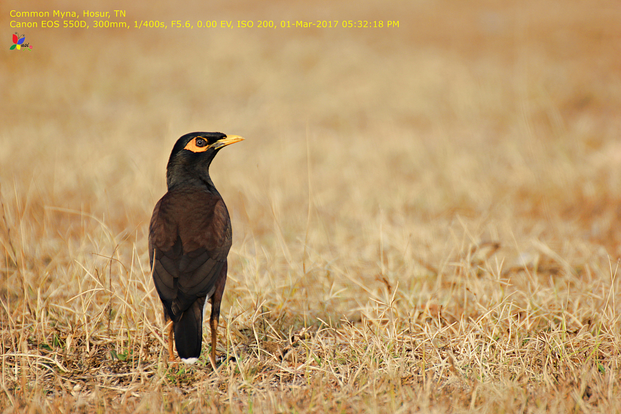 Canon EOS 550D (EOS Rebel T2i / EOS Kiss X4) + Tamron SP 35mm F1.8 Di VC USD sample photo. Common myna photography