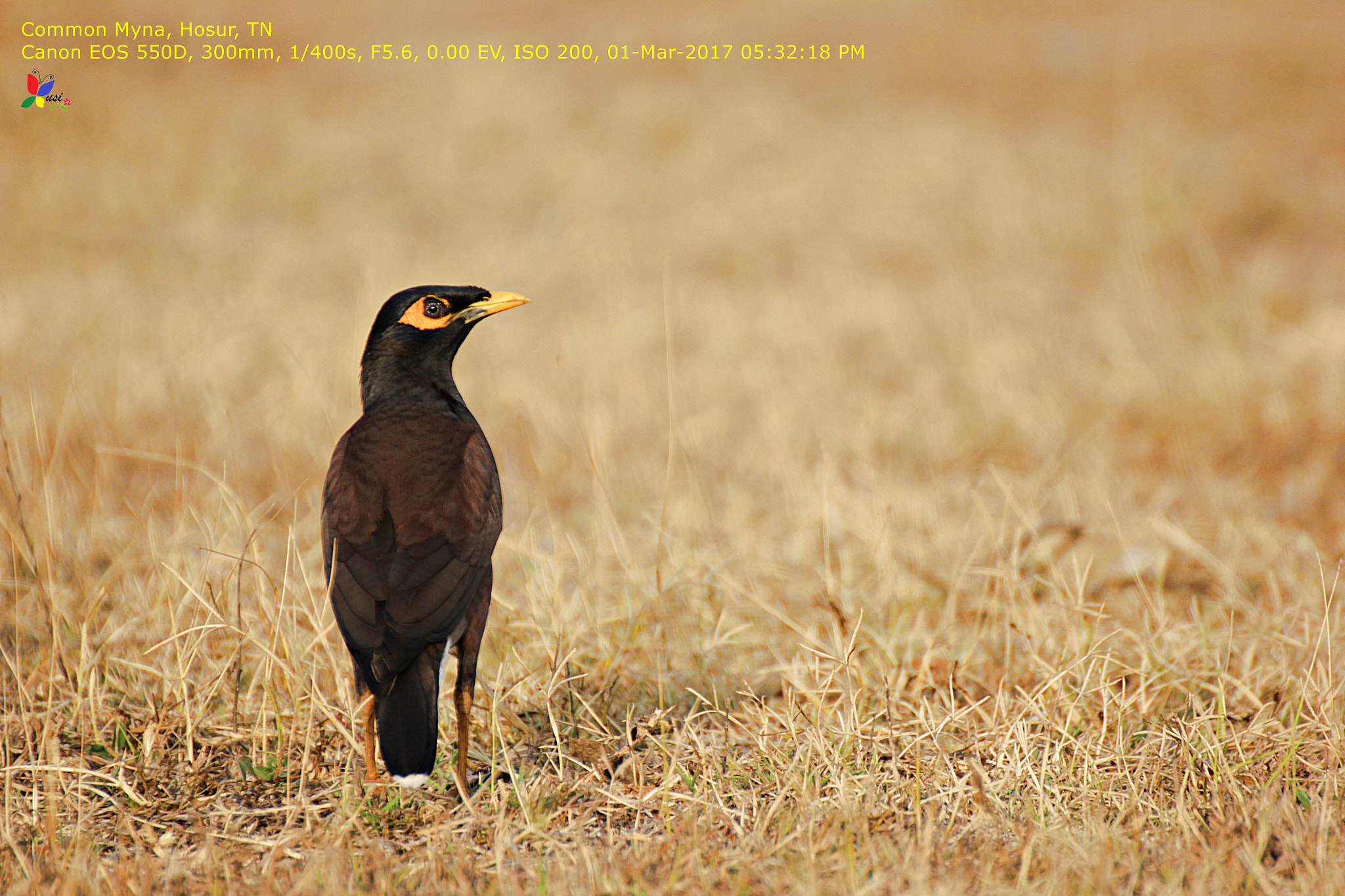Tamron SP 35mm F1.8 Di VC USD sample photo. Common myna photography