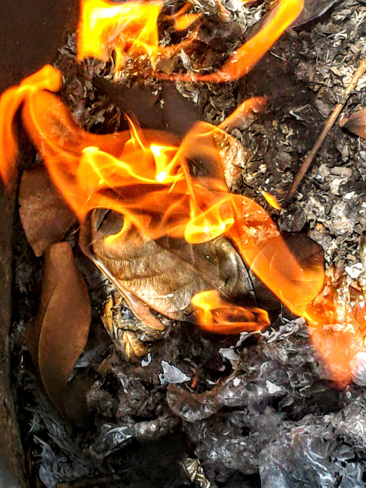 ASUS Z008D sample photo. Burning leaf photography