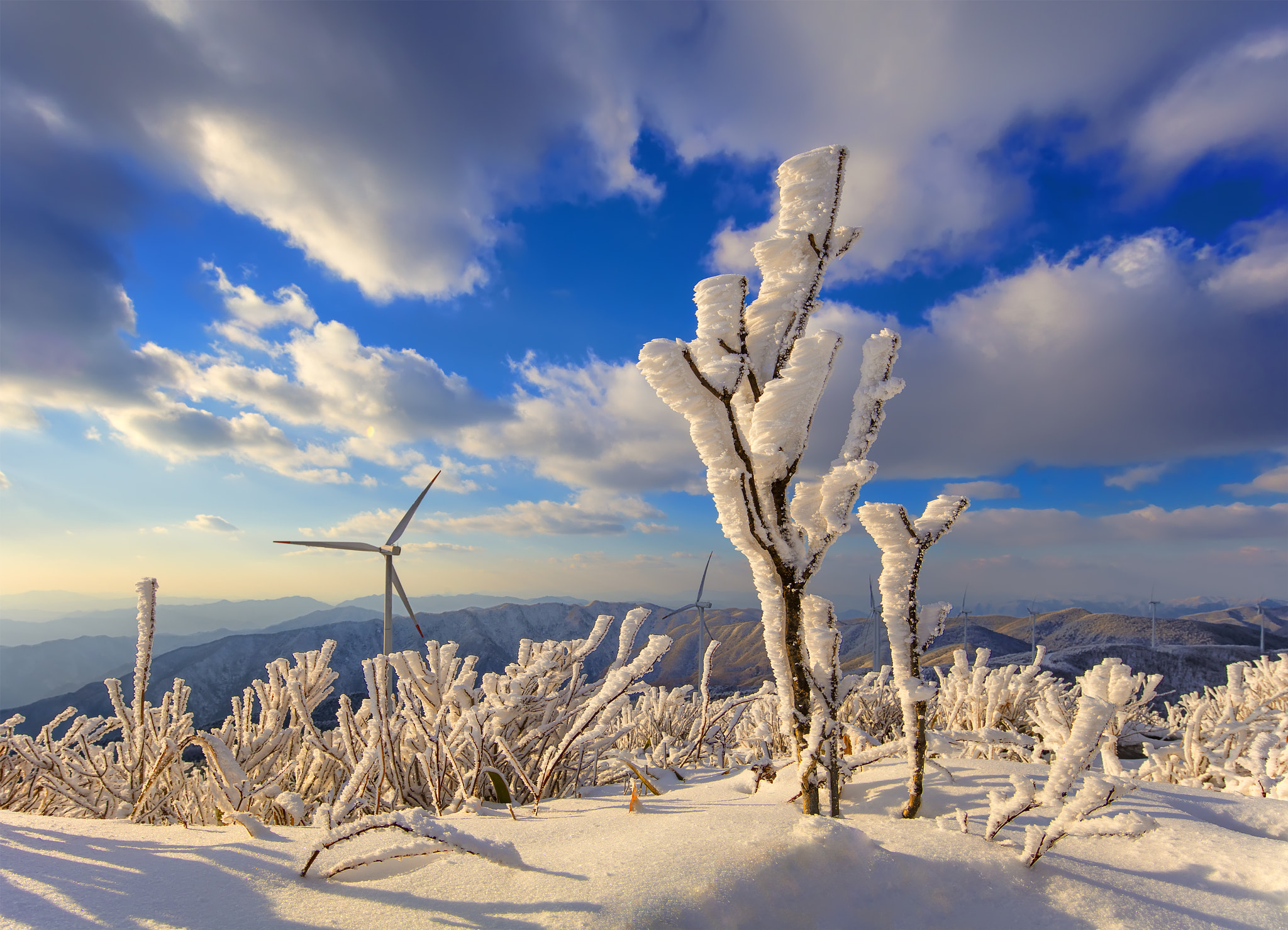 Canon EOS 5DS R + Canon EF 11-24mm F4L USM sample photo. Hoarfrost photography