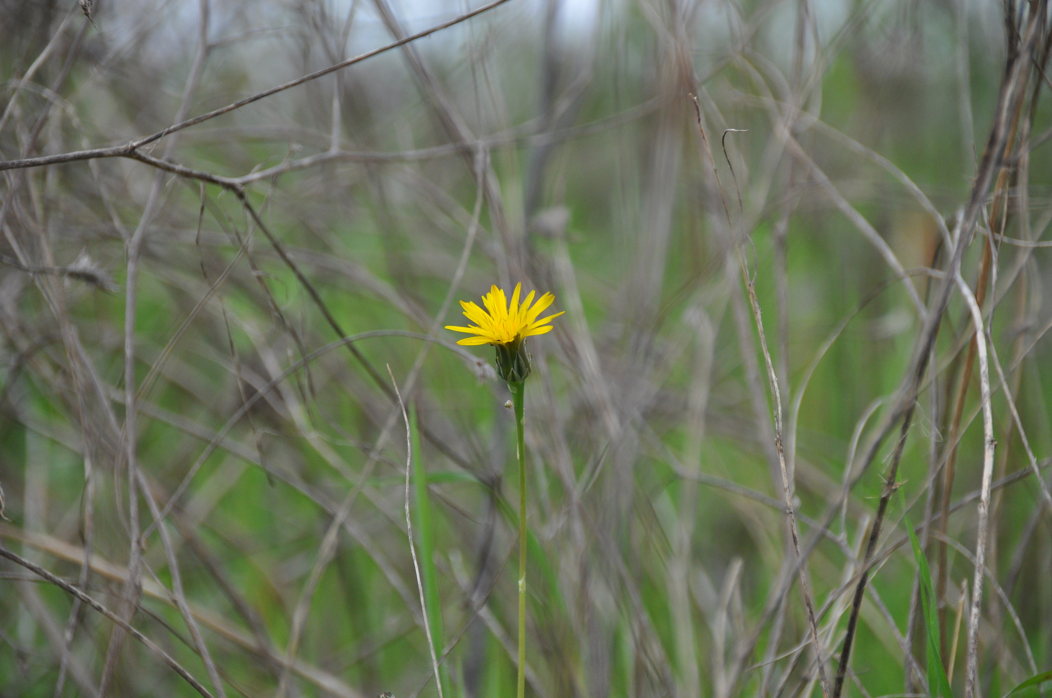 Nikon D90 + Sigma 18-200mm F3.5-6.3 II DC OS HSM sample photo. Amarillo solitario photography