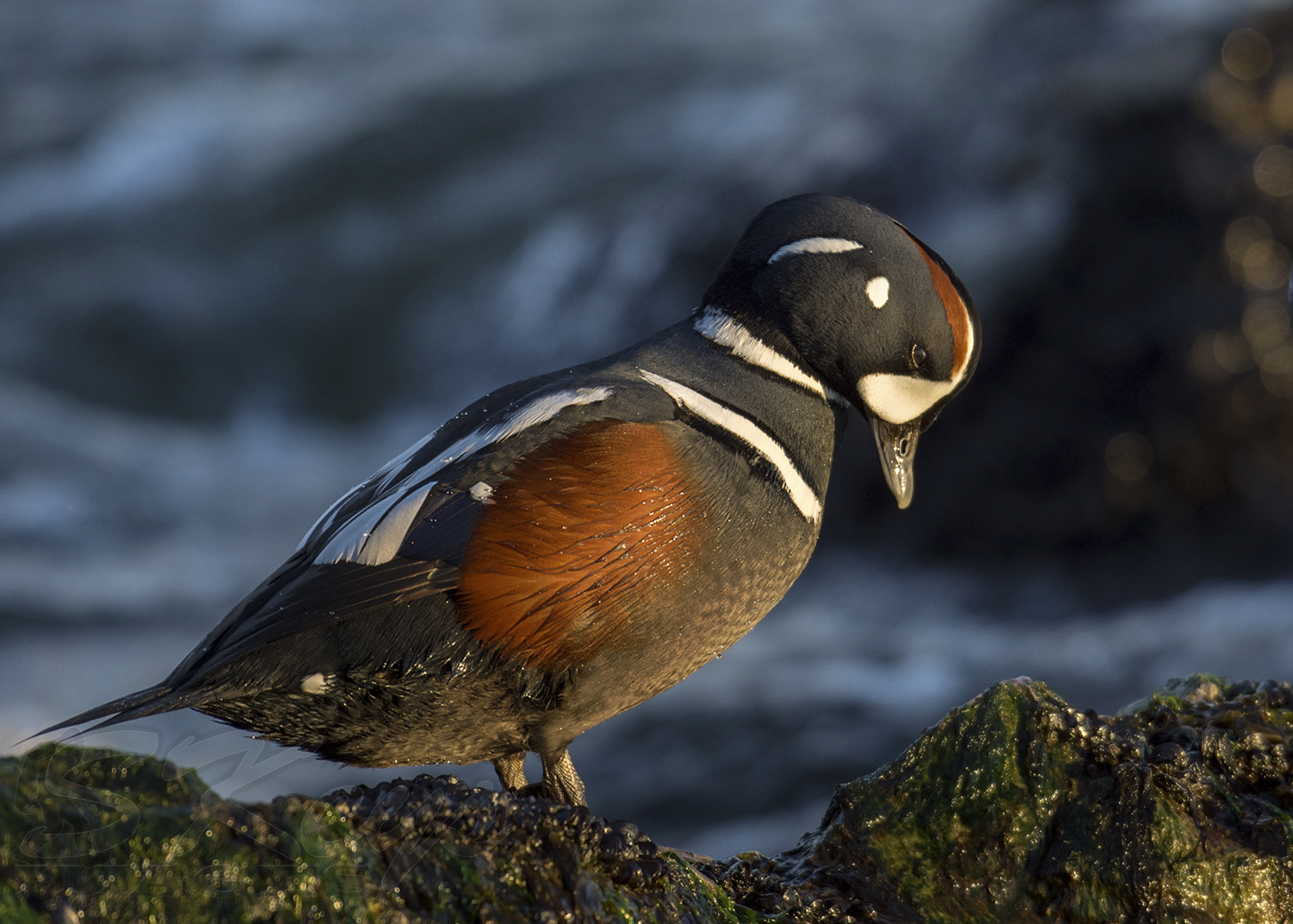 Nikon D7200 + Nikon AF-S Nikkor 500mm F4G ED VR sample photo. Reverence (harlequin duck) photography