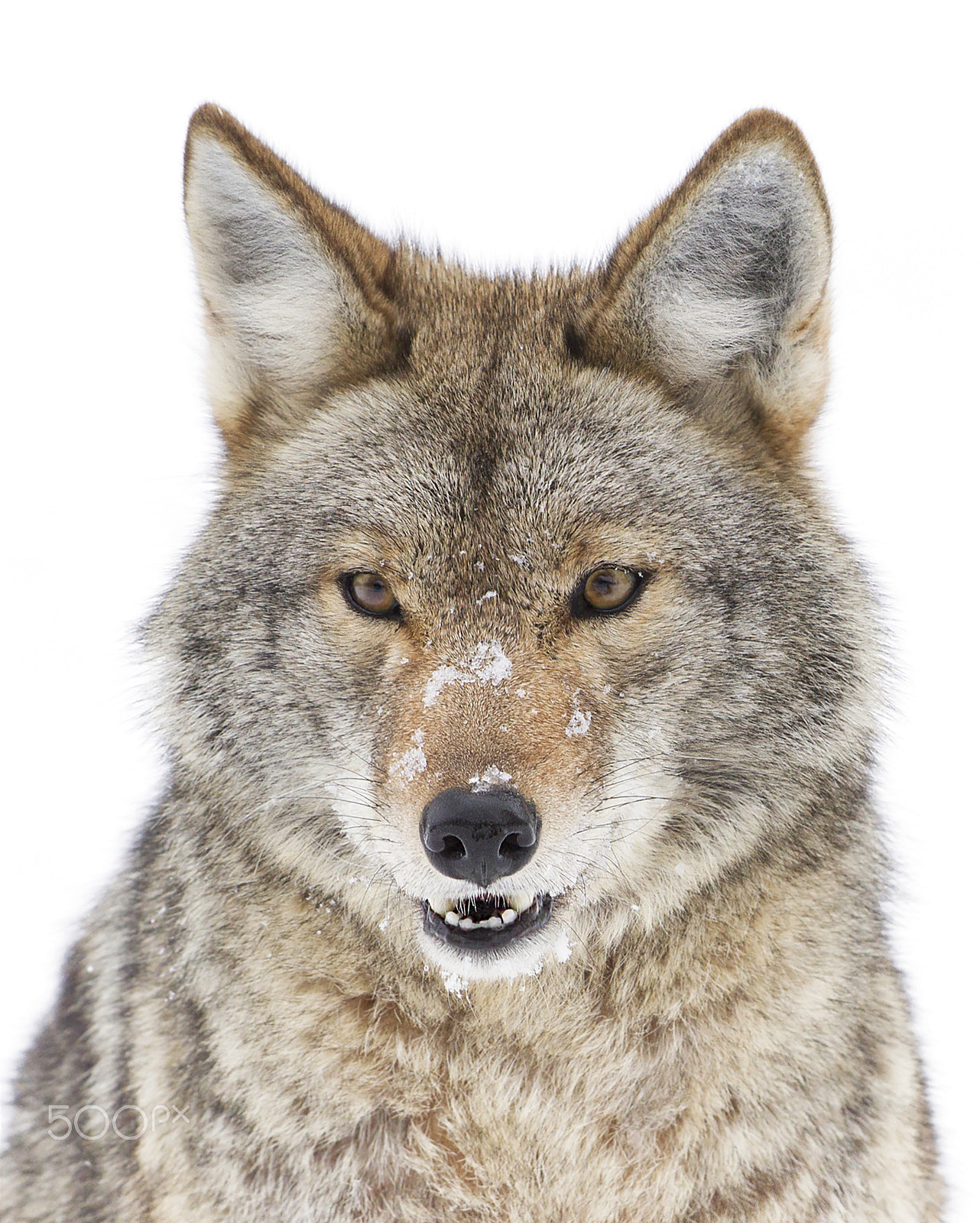 Canon EF 300mm F2.8L IS II USM sample photo. Coyote closeup in winter photography