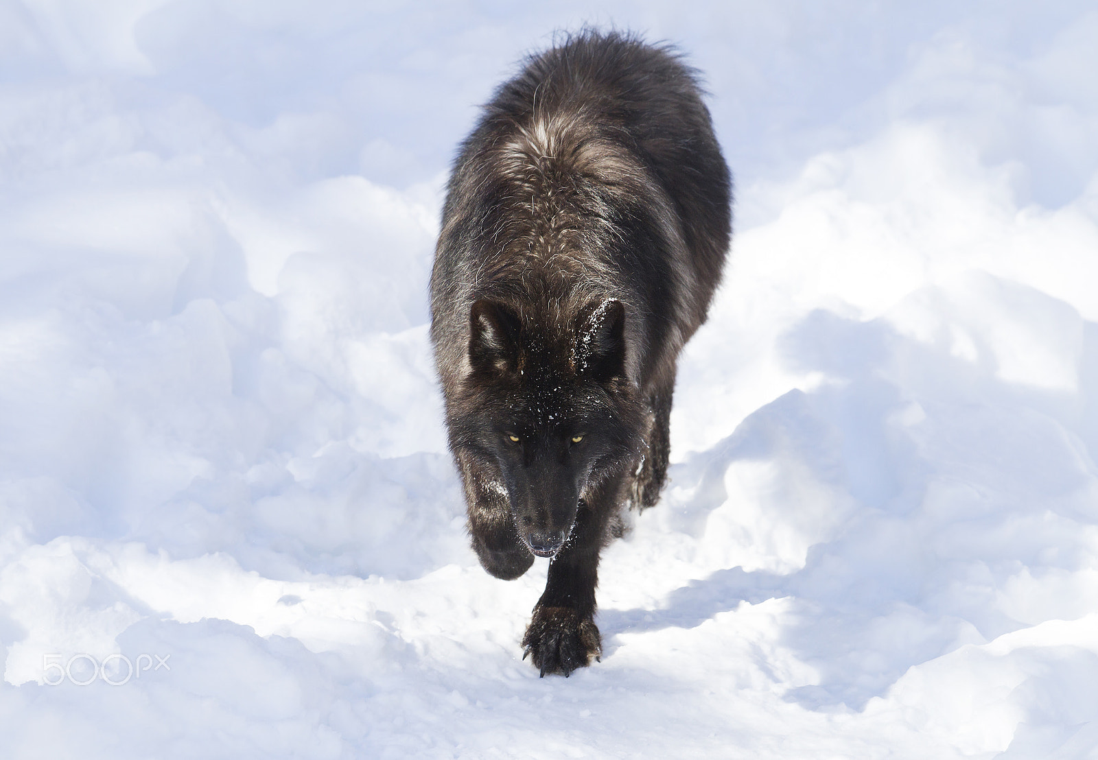 Canon EF 300mm F2.8L IS II USM sample photo. Black wolf walking through the snow photography