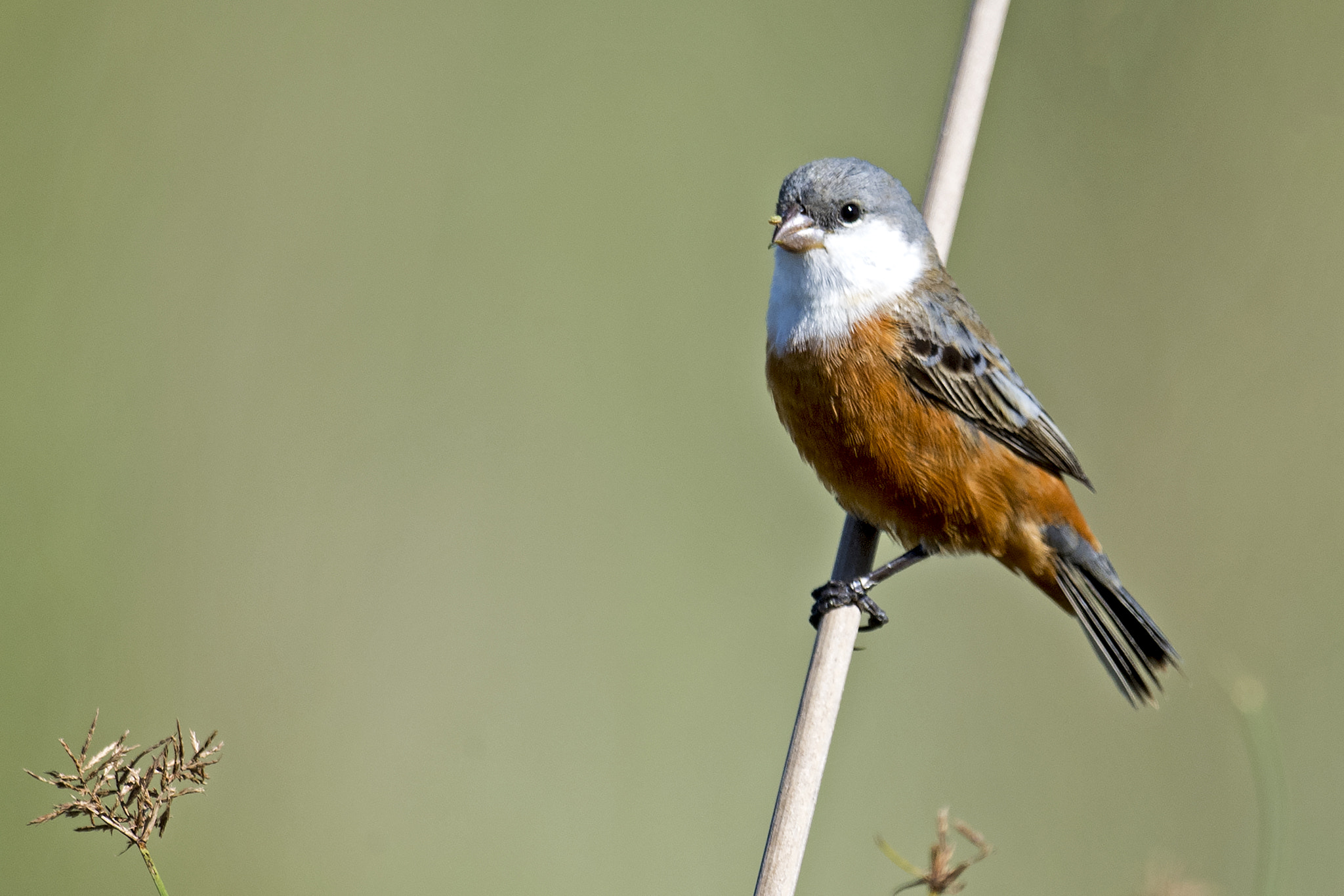 Nikon D5 + Nikon AF-S Nikkor 800mm F5.6E FL ED VR sample photo. Marsh seedeater photography