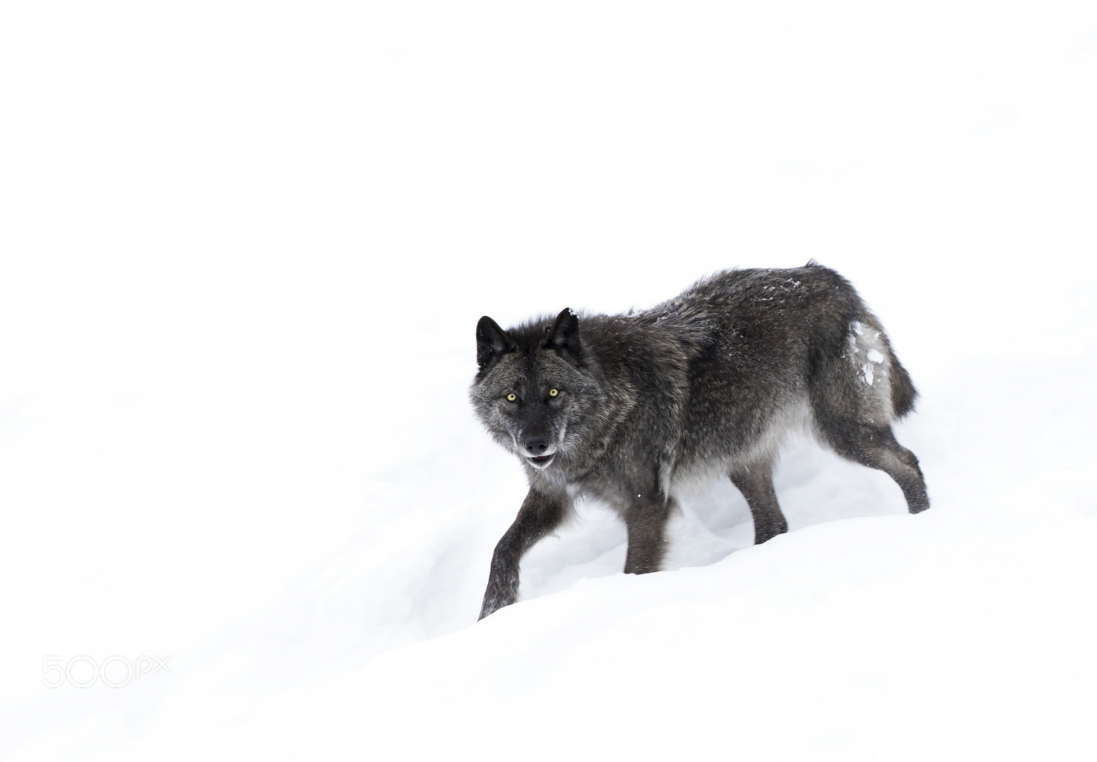 Canon EOS 7D Mark II + Canon EF 300mm F2.8L IS II USM sample photo. Black wolf walking through the snow photography