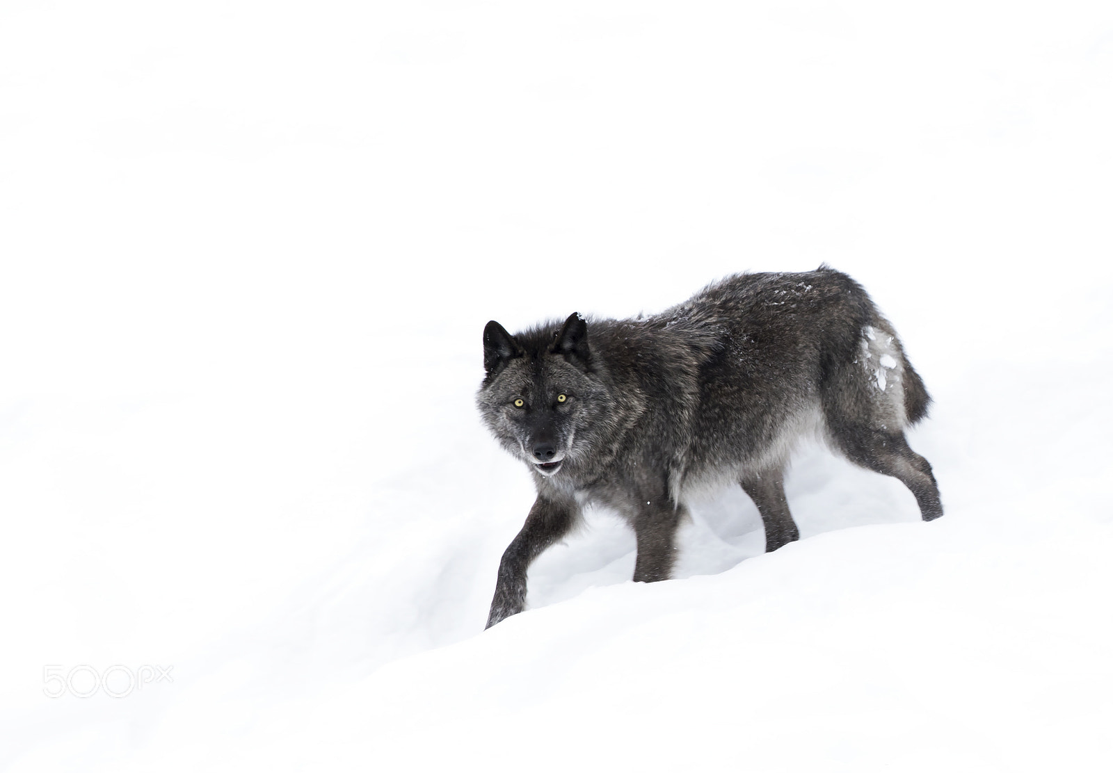 Canon EF 300mm F2.8L IS II USM sample photo. Black wolf walking through the snow photography