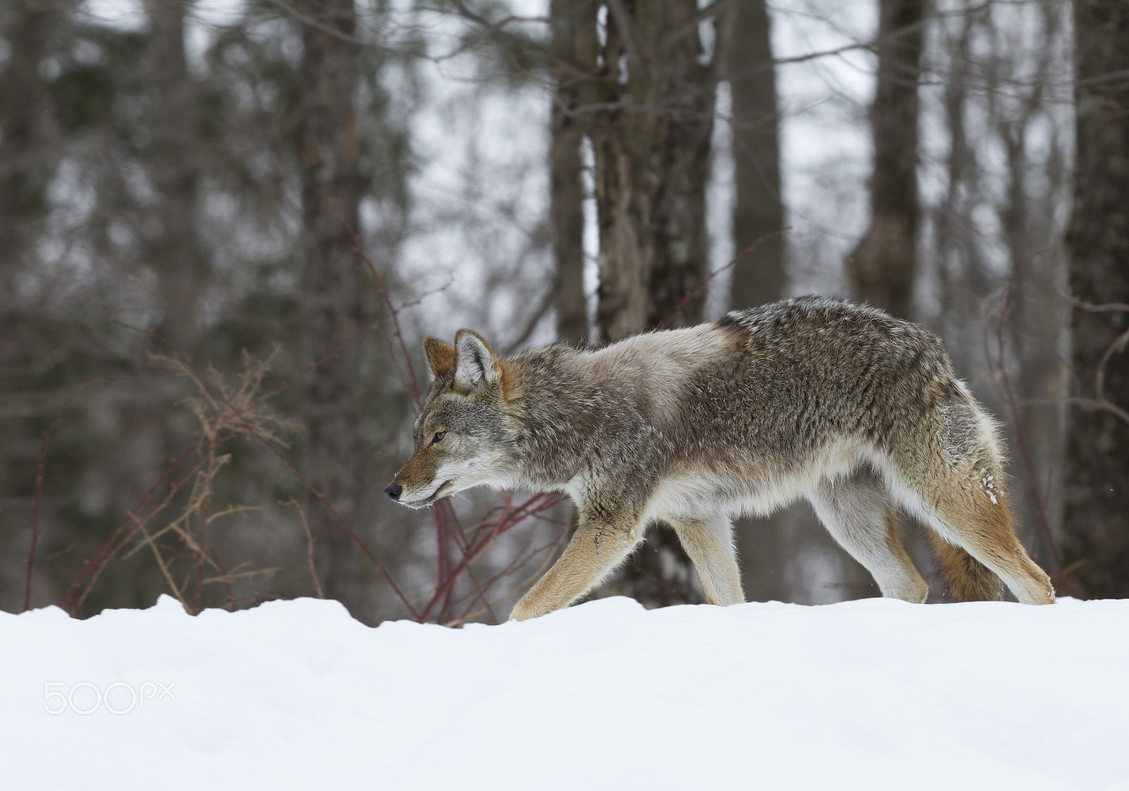 Canon EF 300mm F2.8L IS II USM sample photo. Coyote walking in the winter snow photography