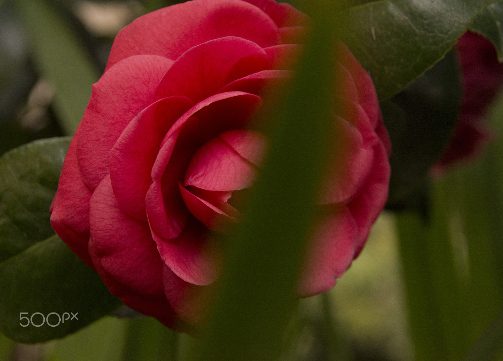 Sigma 18-250mm F3.5-6.3 DC Macro OS HSM sample photo. Sa carrela 'e nanti. photography