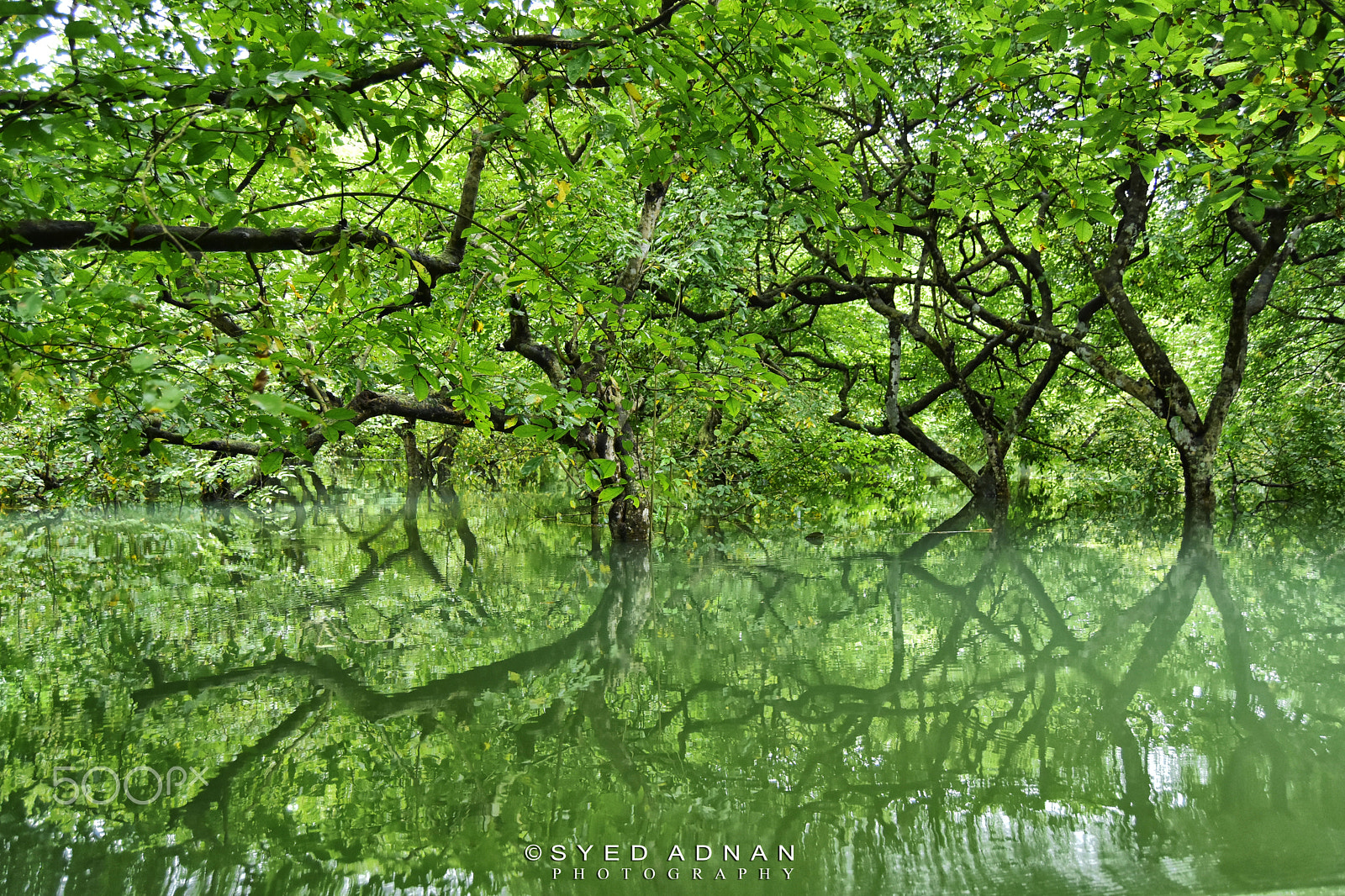 Nikon D7200 sample photo. Ratargul photography