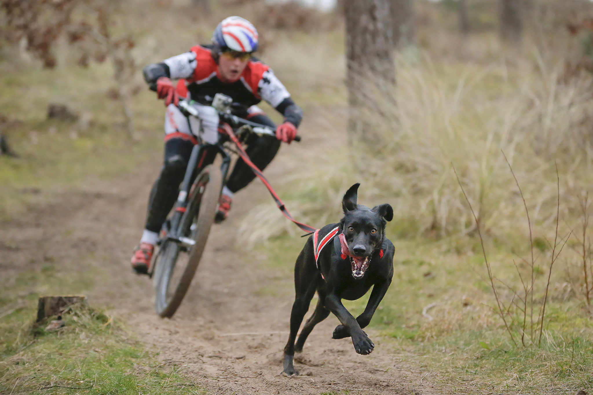 Sigma 70-200mm F2.8 EX DG OS HSM sample photo. Canicross midlands pembrey photography
