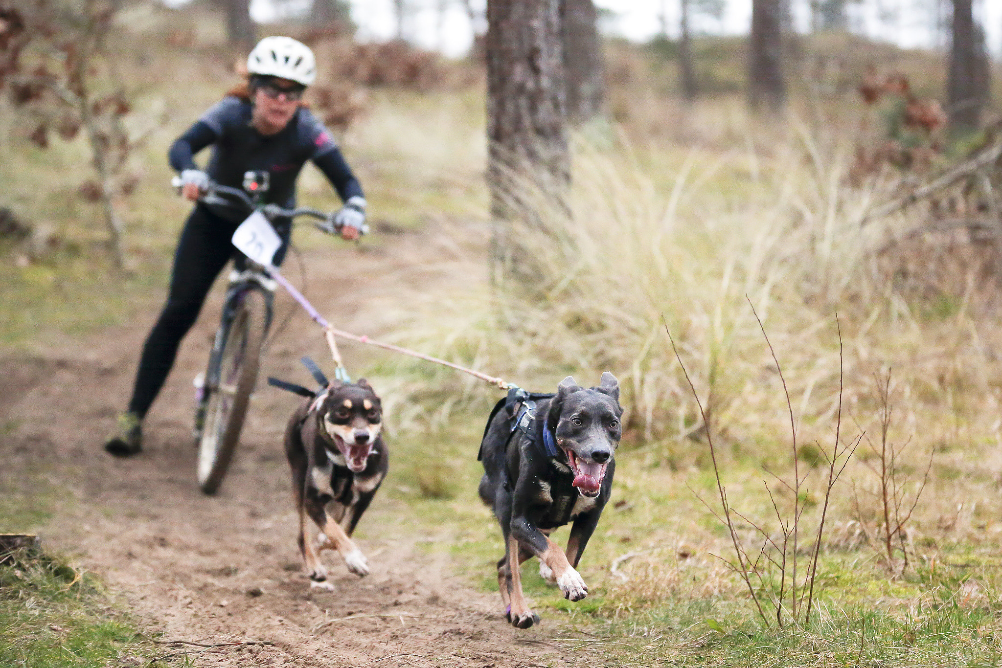 Sigma 70-200mm F2.8 EX DG OS HSM sample photo. Canicross midlands pembrey photography