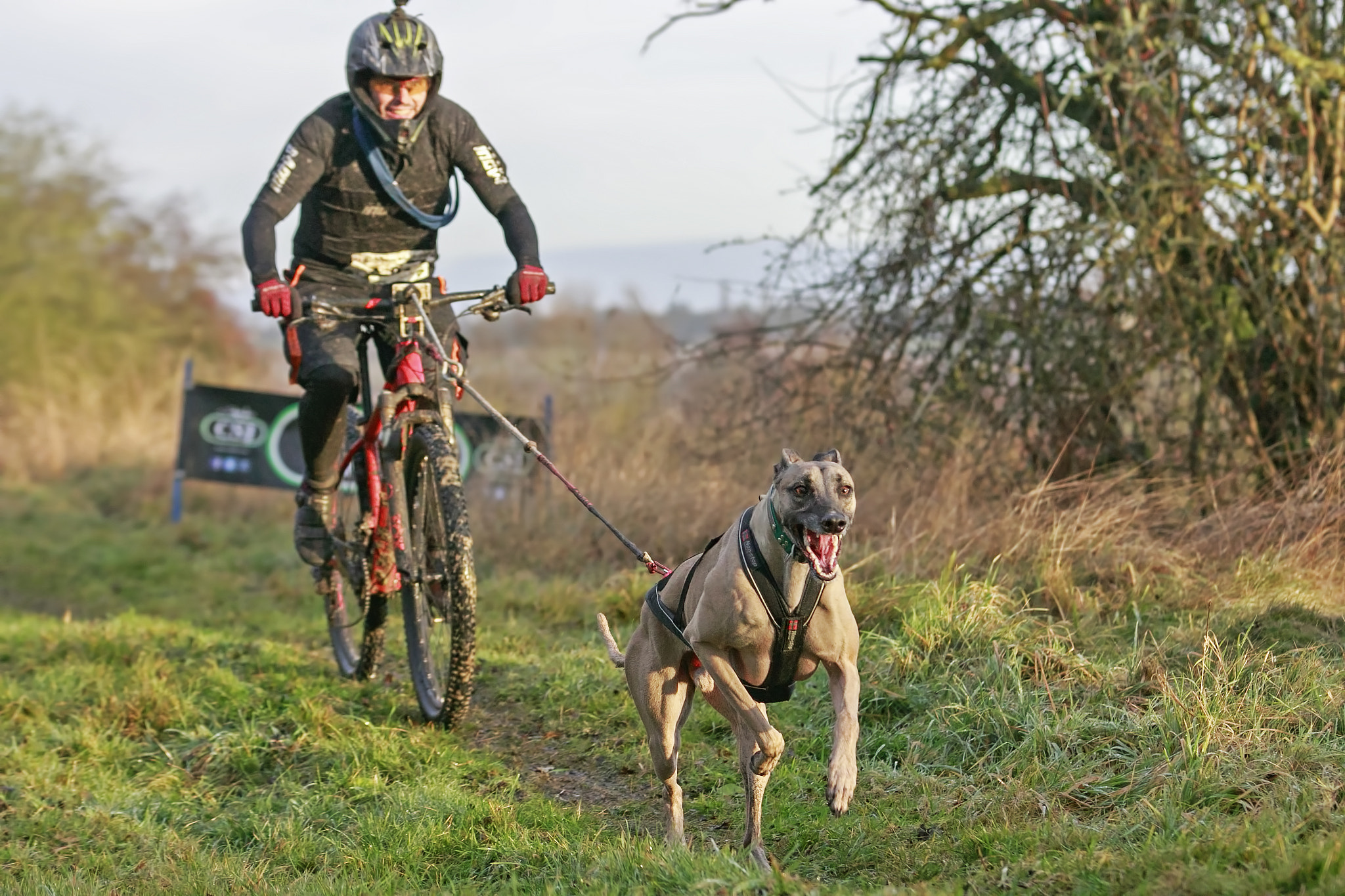 Sigma 70-200mm F2.8 EX DG OS HSM sample photo. Midlands canicross onley photography