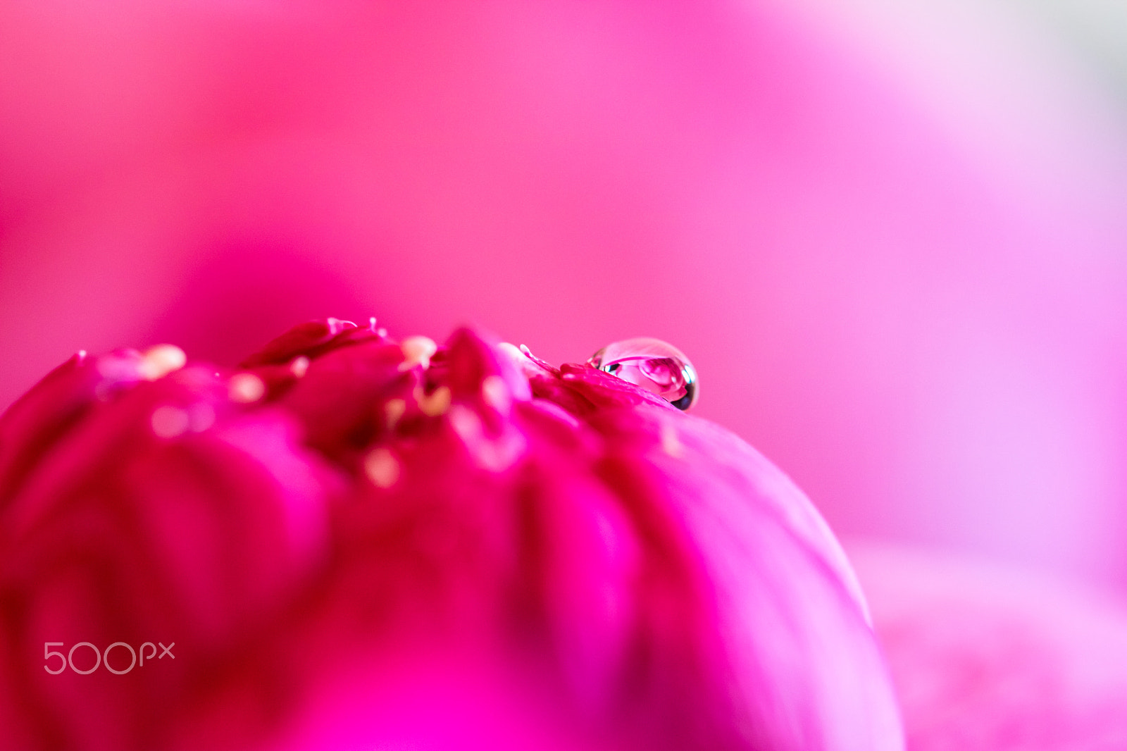 Canon EF 100mm F2.8L Macro IS USM sample photo. ***on the top*** photography