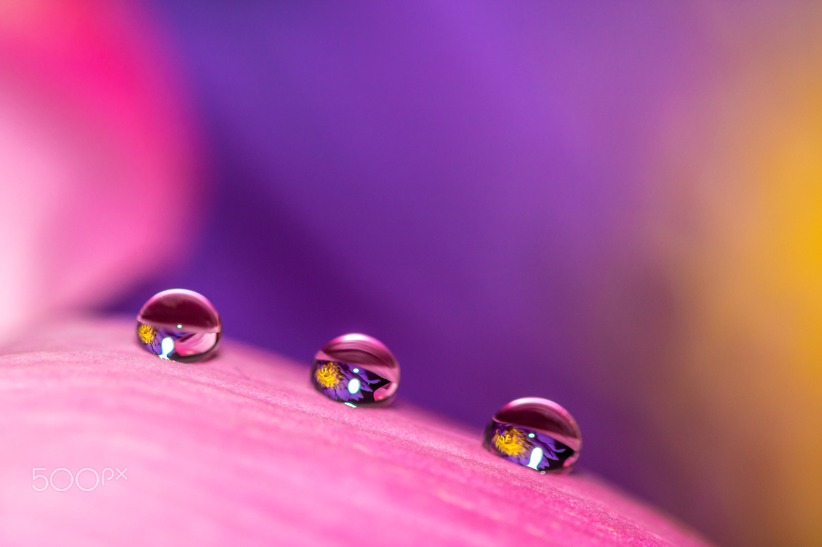 Canon EF 100mm F2.8L Macro IS USM sample photo. Three in a row!!! photography