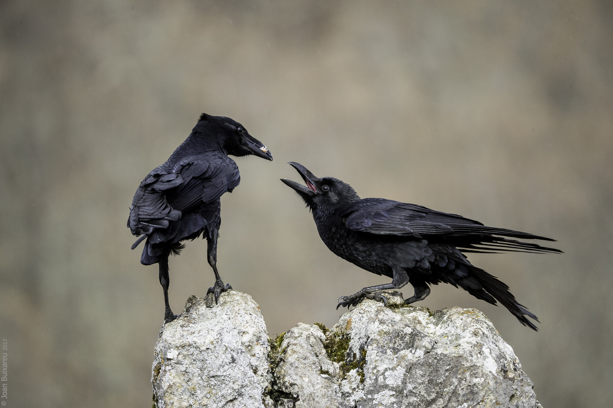 Canon EF 200-400mm F4L IS USM Extender 1.4x sample photo. Amorets photography
