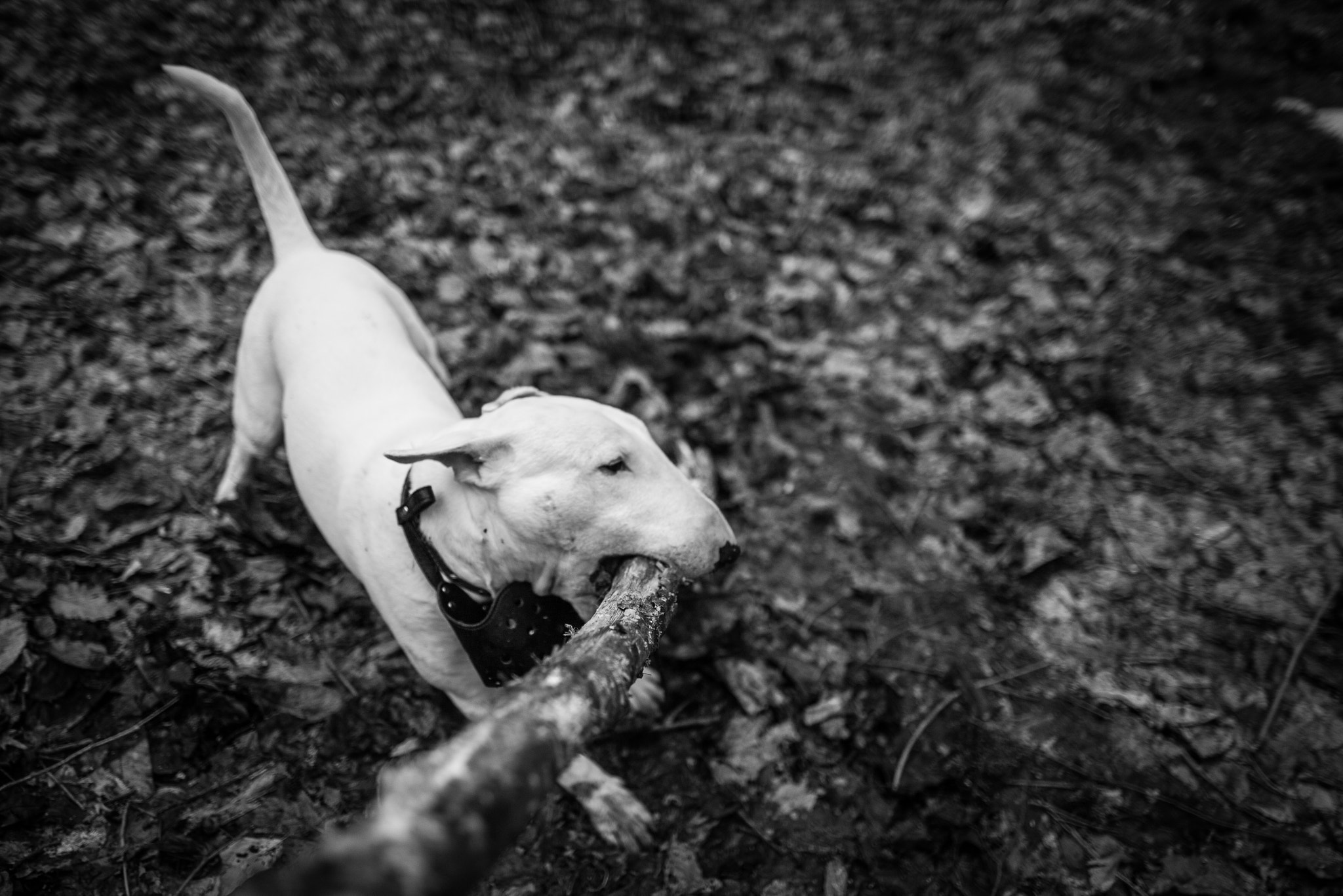 Canon EF 24mm F1.4L II USM sample photo. Img photography